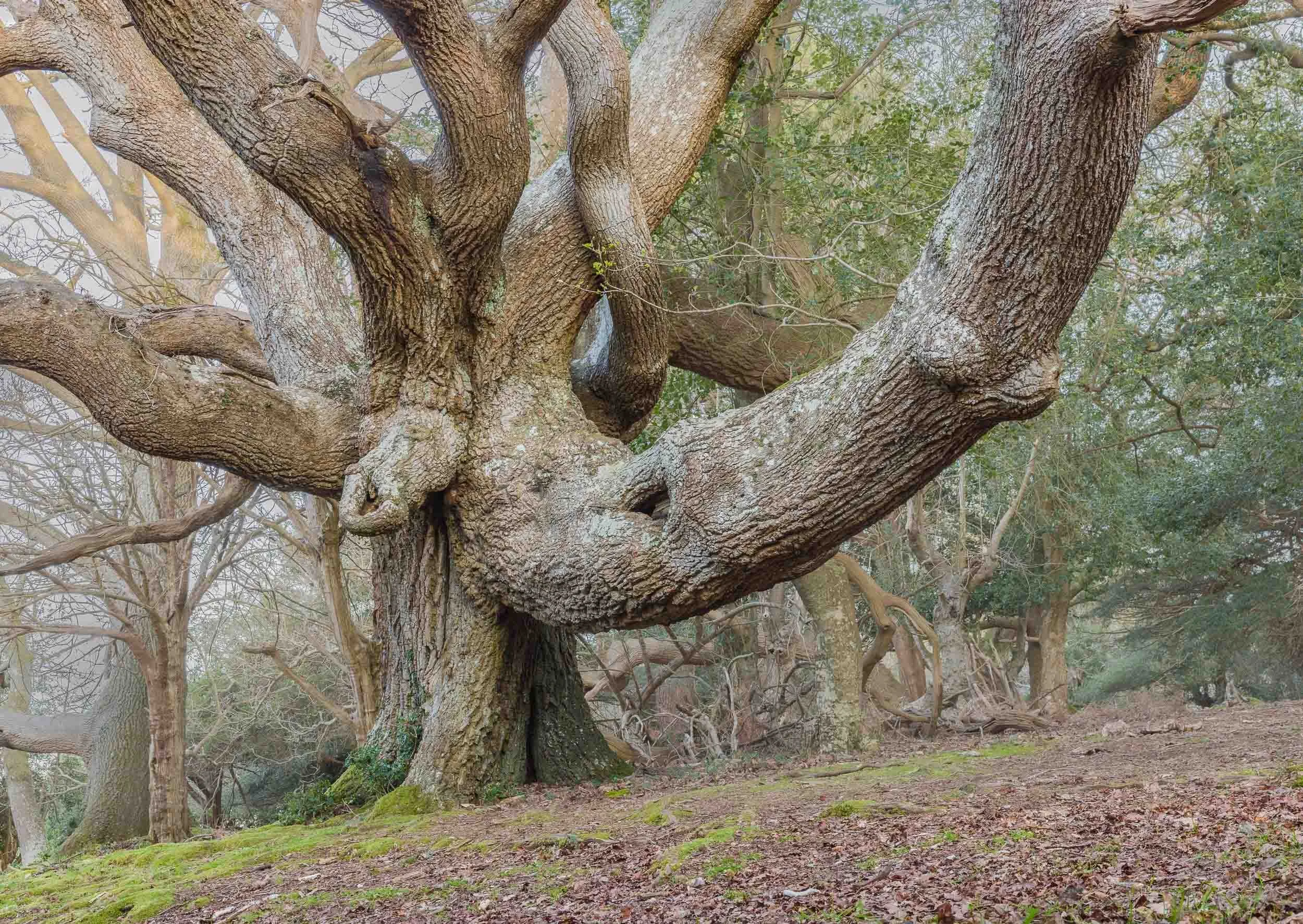 Elephant-Oak-New-Forest Andy Tait Photography.jpg