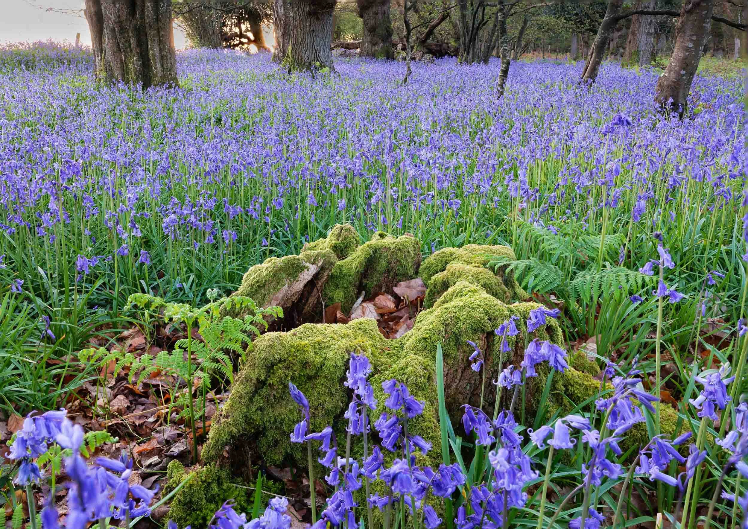 Deep Purple Bluebells – Roydon Woods Nature Reserve, New Forest. Prints and Framed