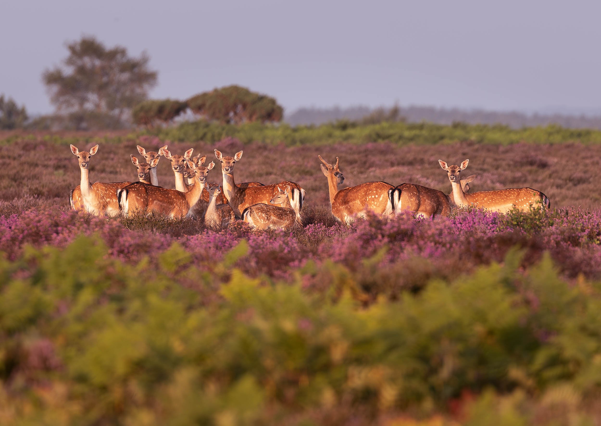 Fallow Deer in Purple Heather - Mockbeggar (Copy)