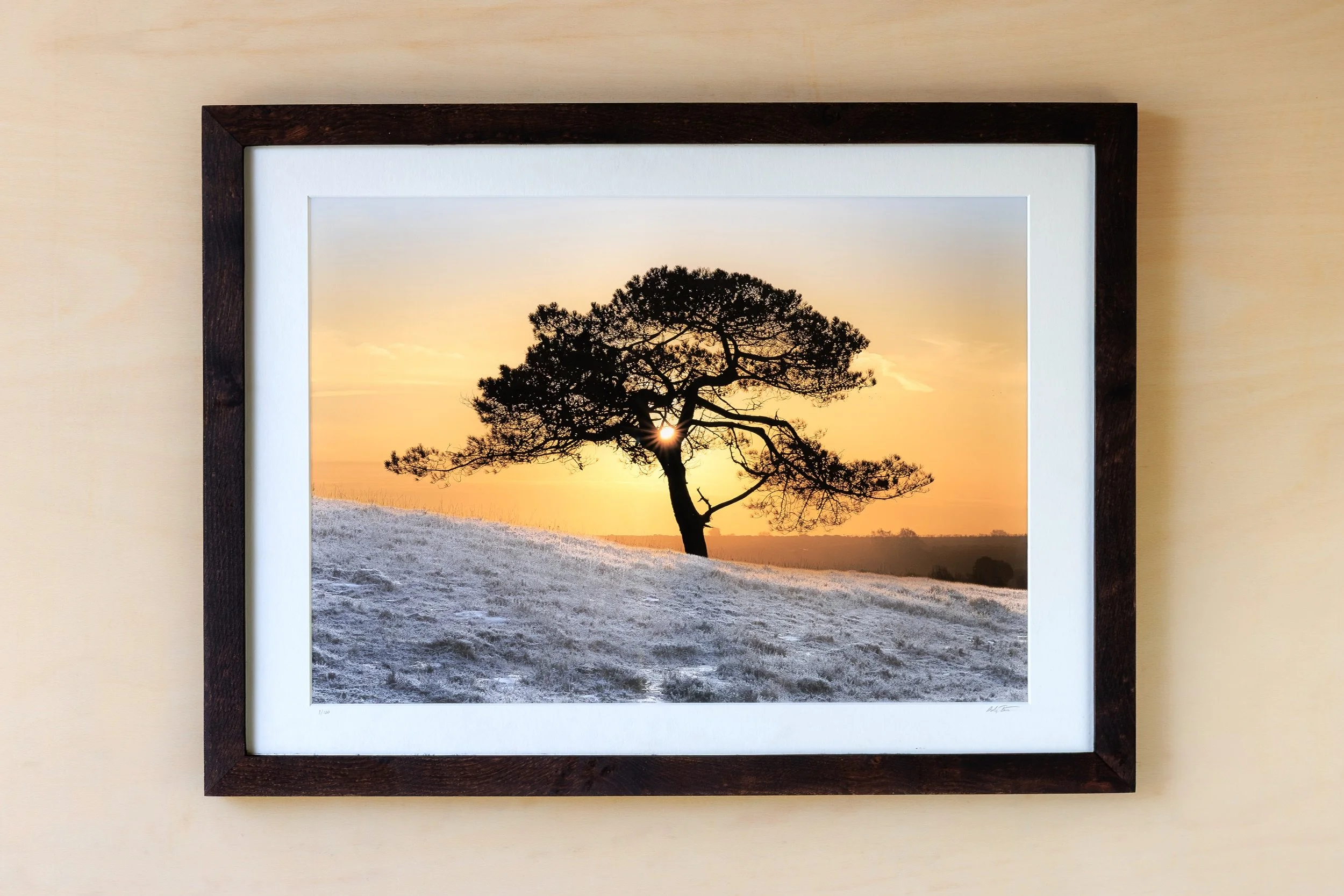Single-Tree-on-New-Forest-Hillside-Silhouette-Sunrise Andy Tait Photography.jpg
