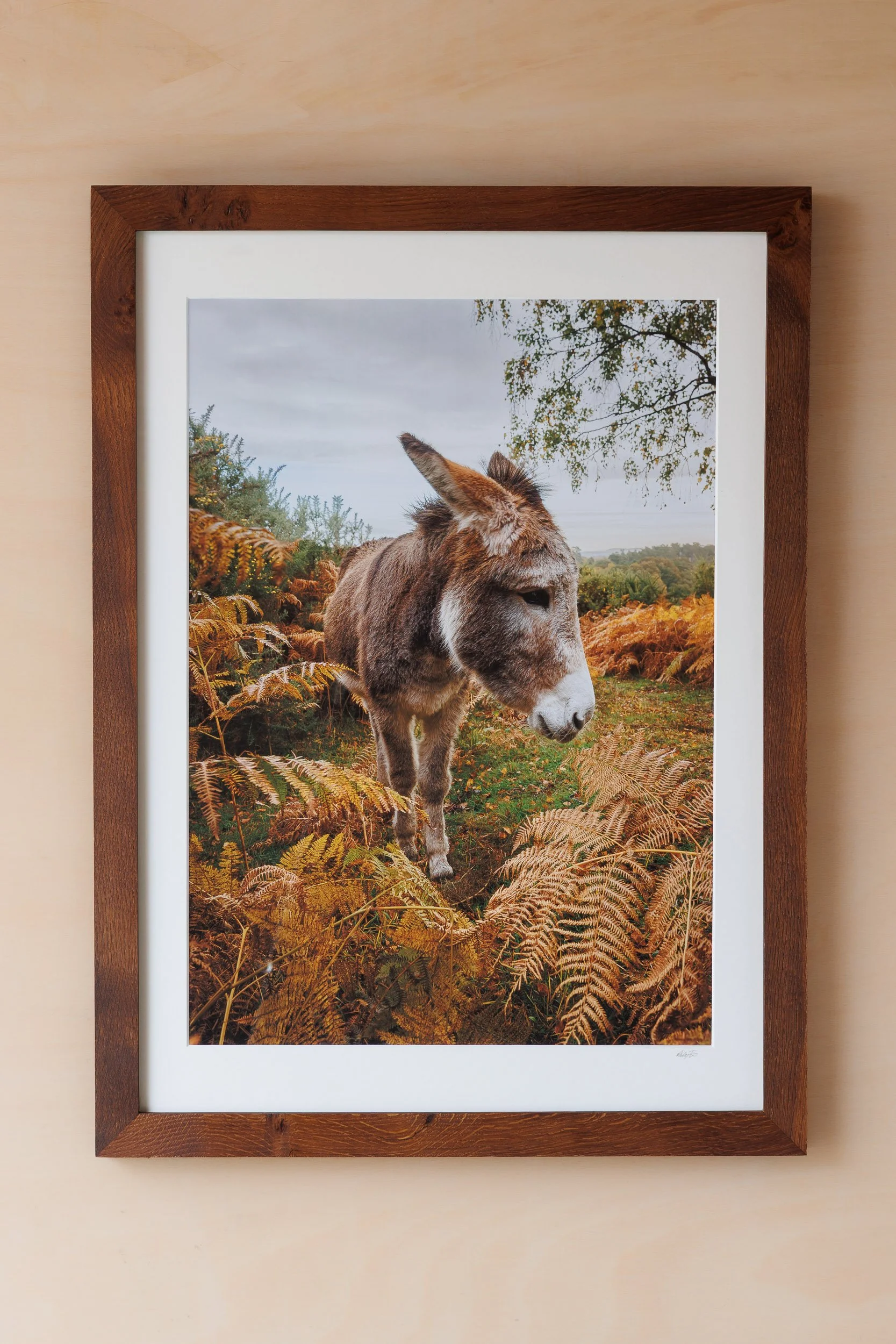 Single-New-Forest-Donkey-In-Autumn-Brown-Bracken Andy Tait Photography.jpg