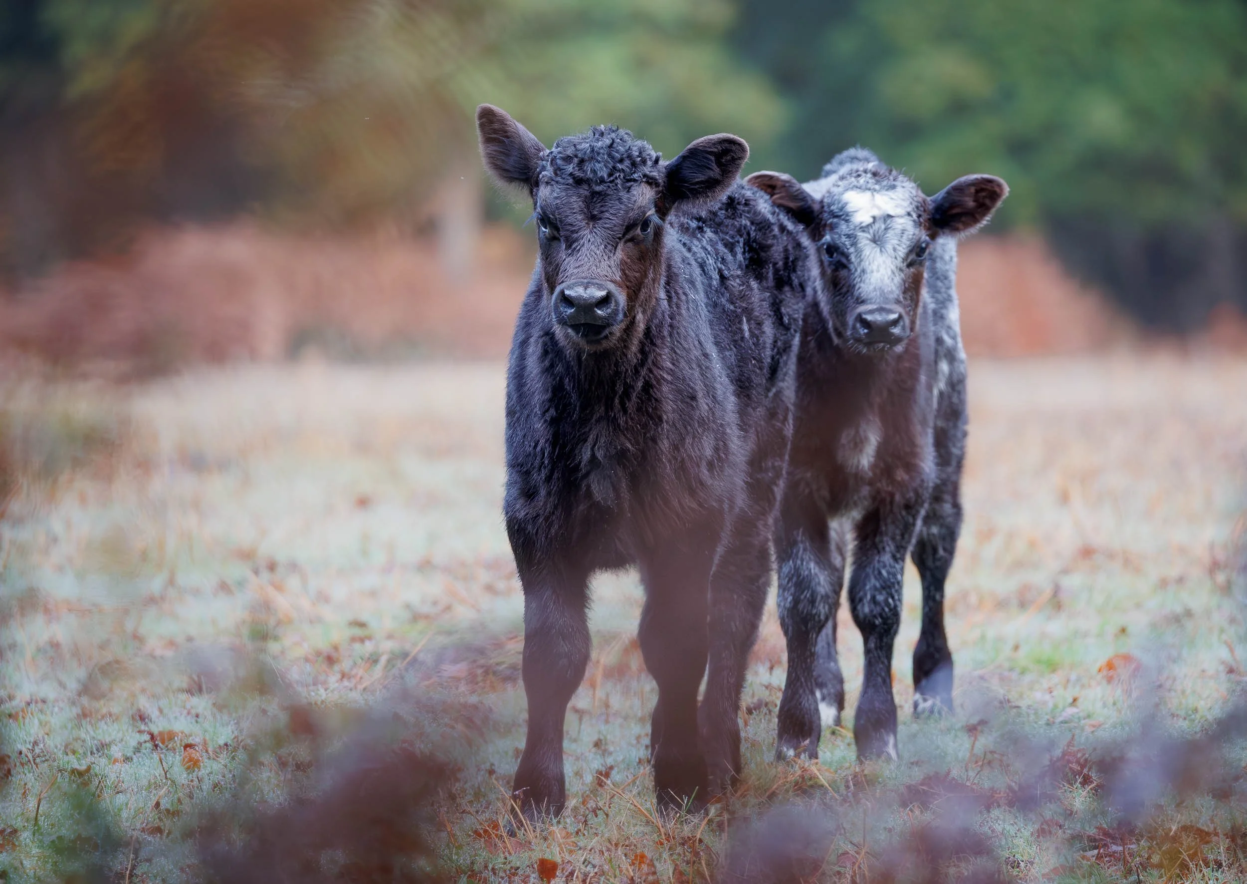 Lost in the Woods? - Sloden Inclosure