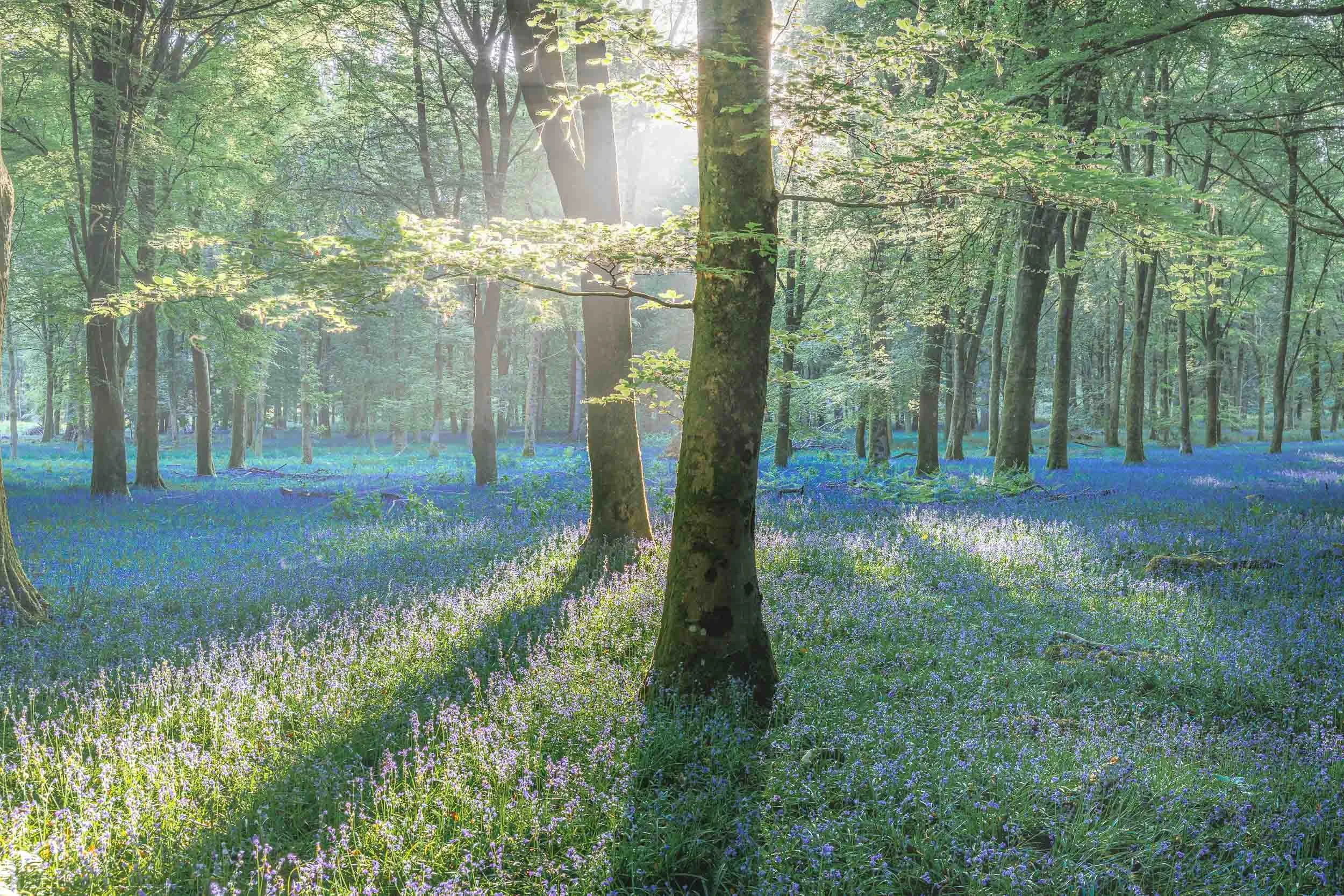 Bluebell-Morning-Light-New-Forest Andy Tait Photography.jpg