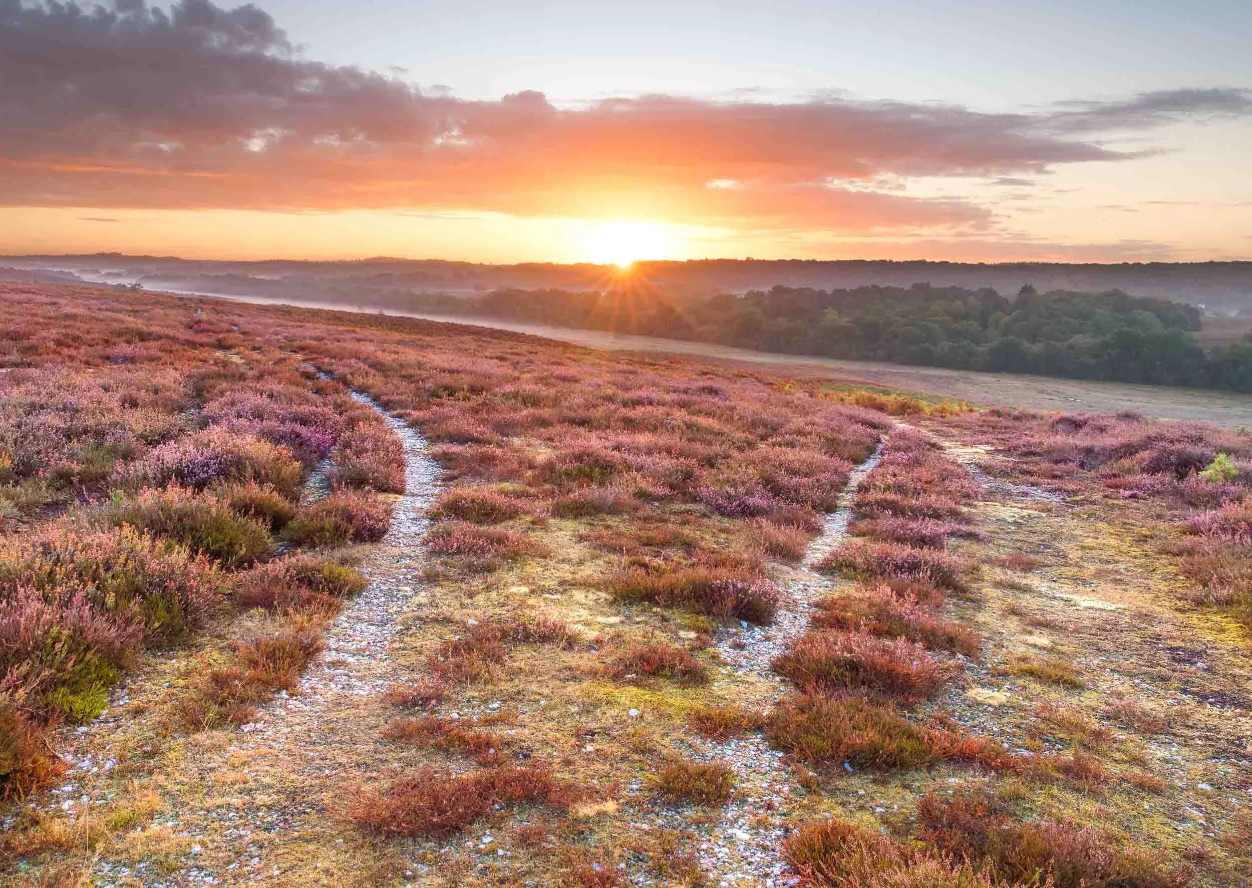 Flowering Heather Sunrise - Linwood Nature Reserve