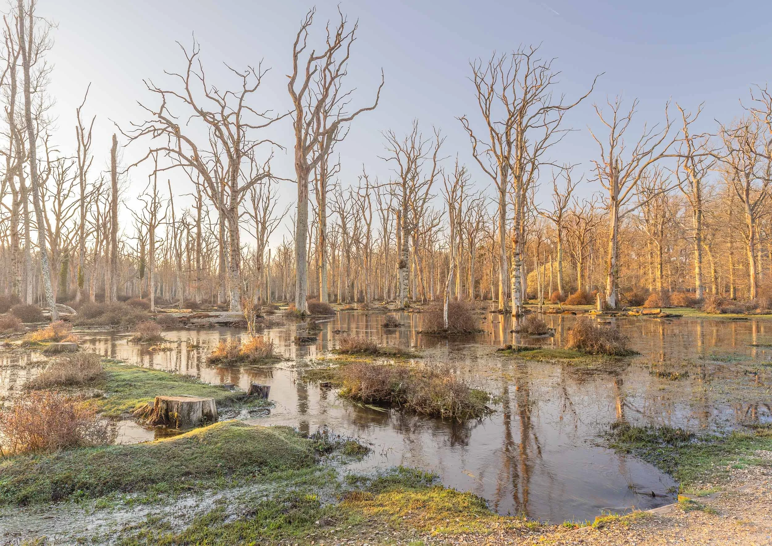 Flooded Tree Graveyard - Goldsmiths Hill