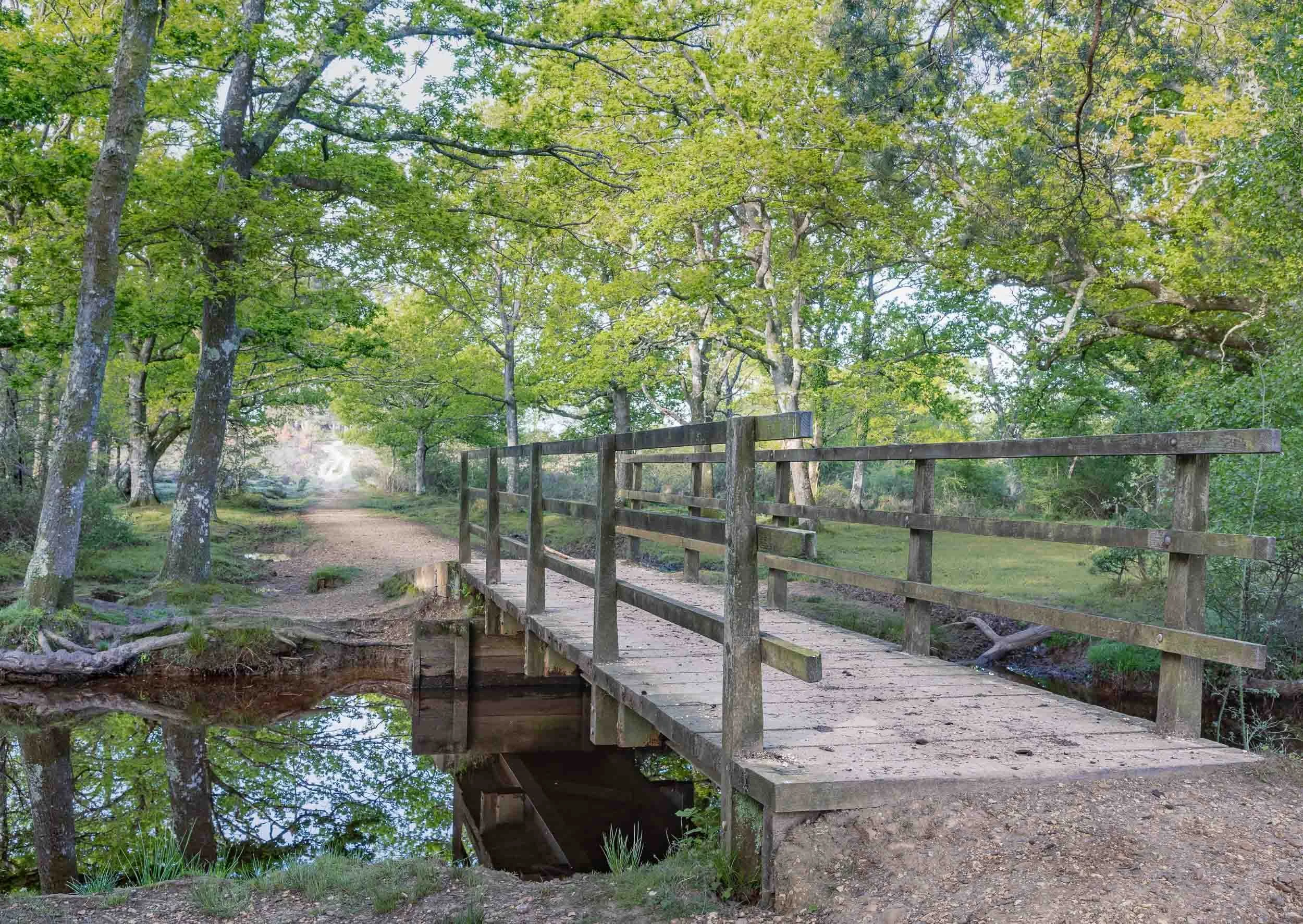 Enticing Path - Clumber Inclosure - Framed
