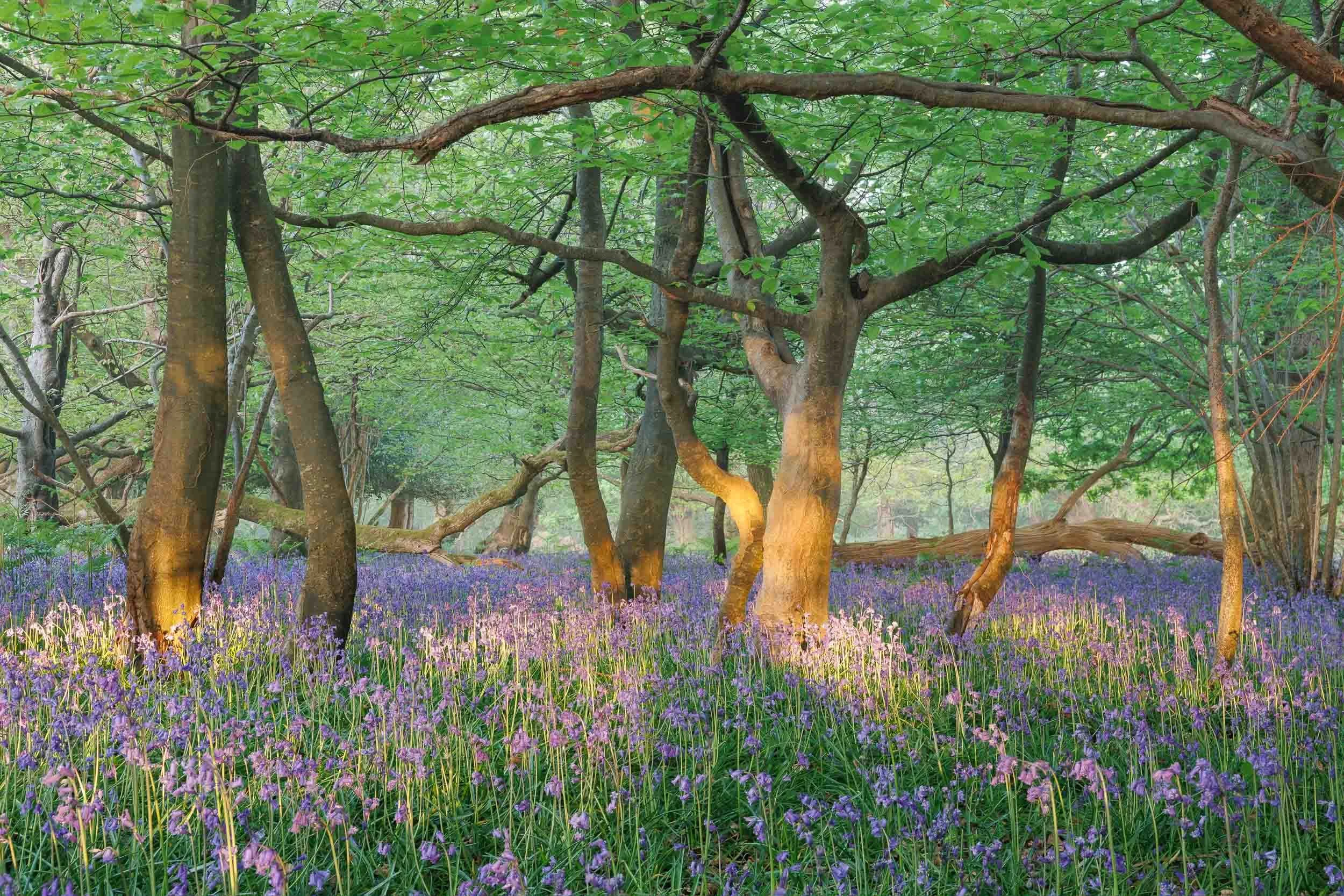 Dappled Light Bluebells Woodland – Roydon Woods