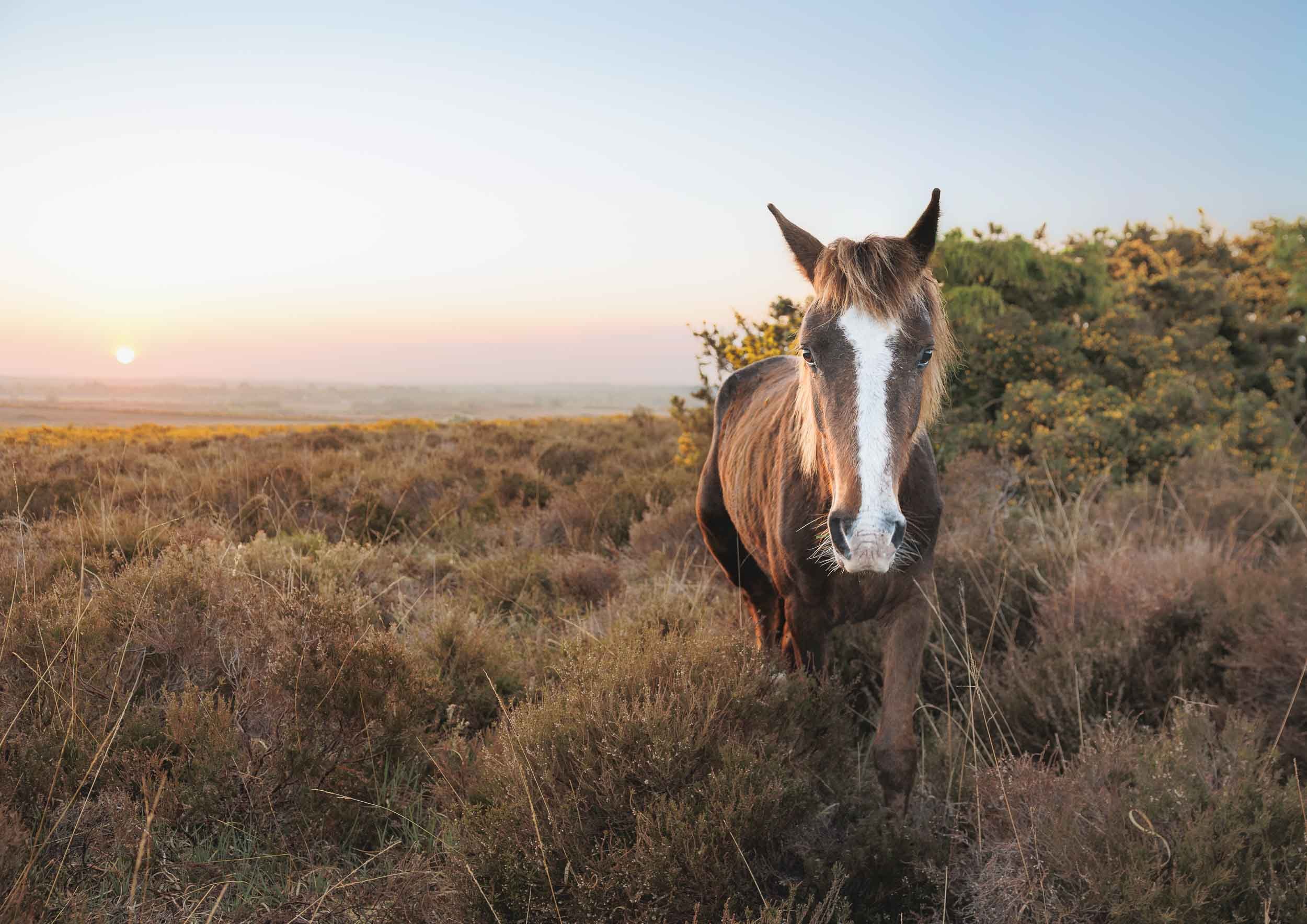 Single-Pony-in-New-Forest-Sunrise.jpg (Copy)