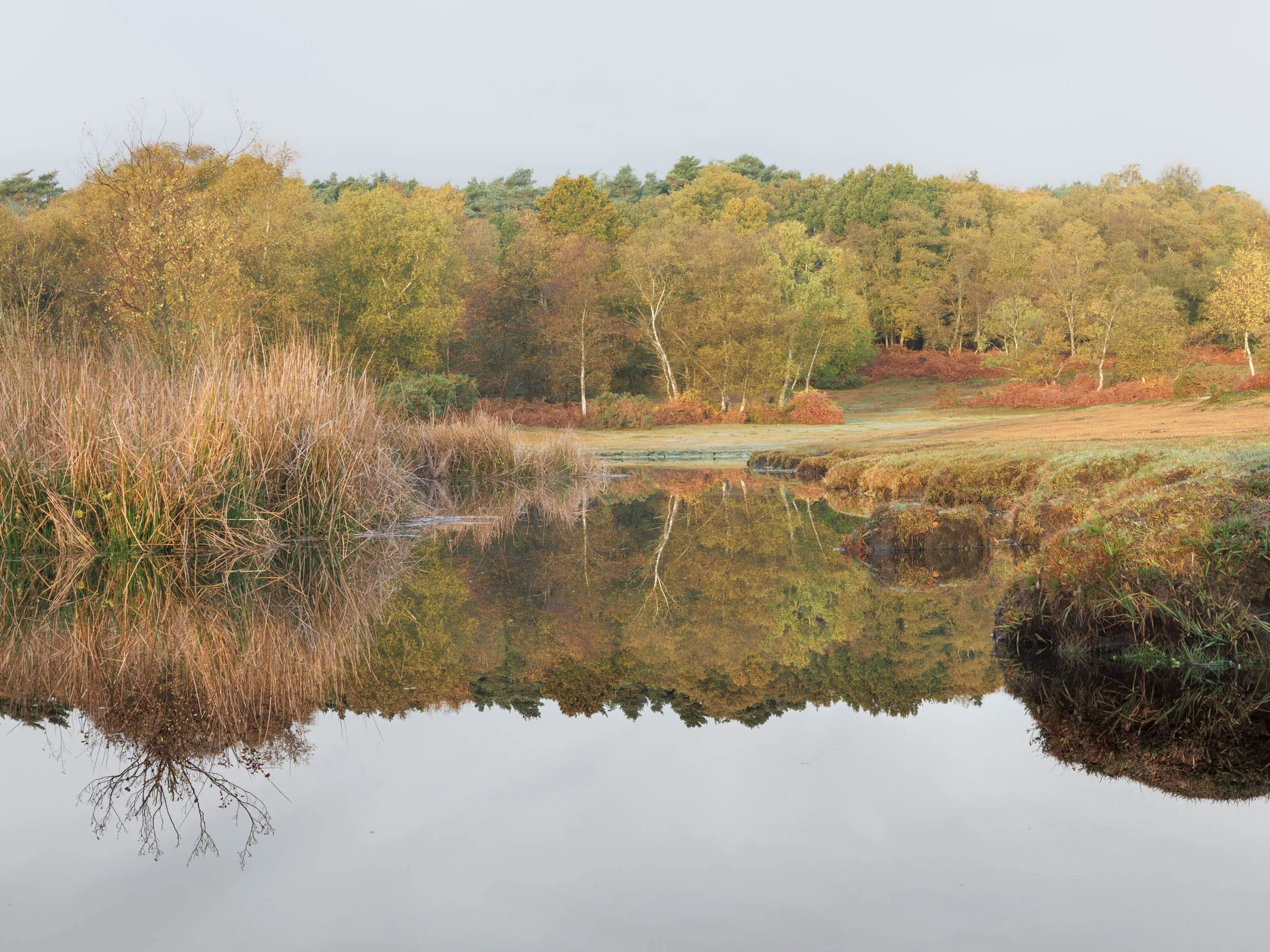 Autumnal Reflections - Cadnam Common