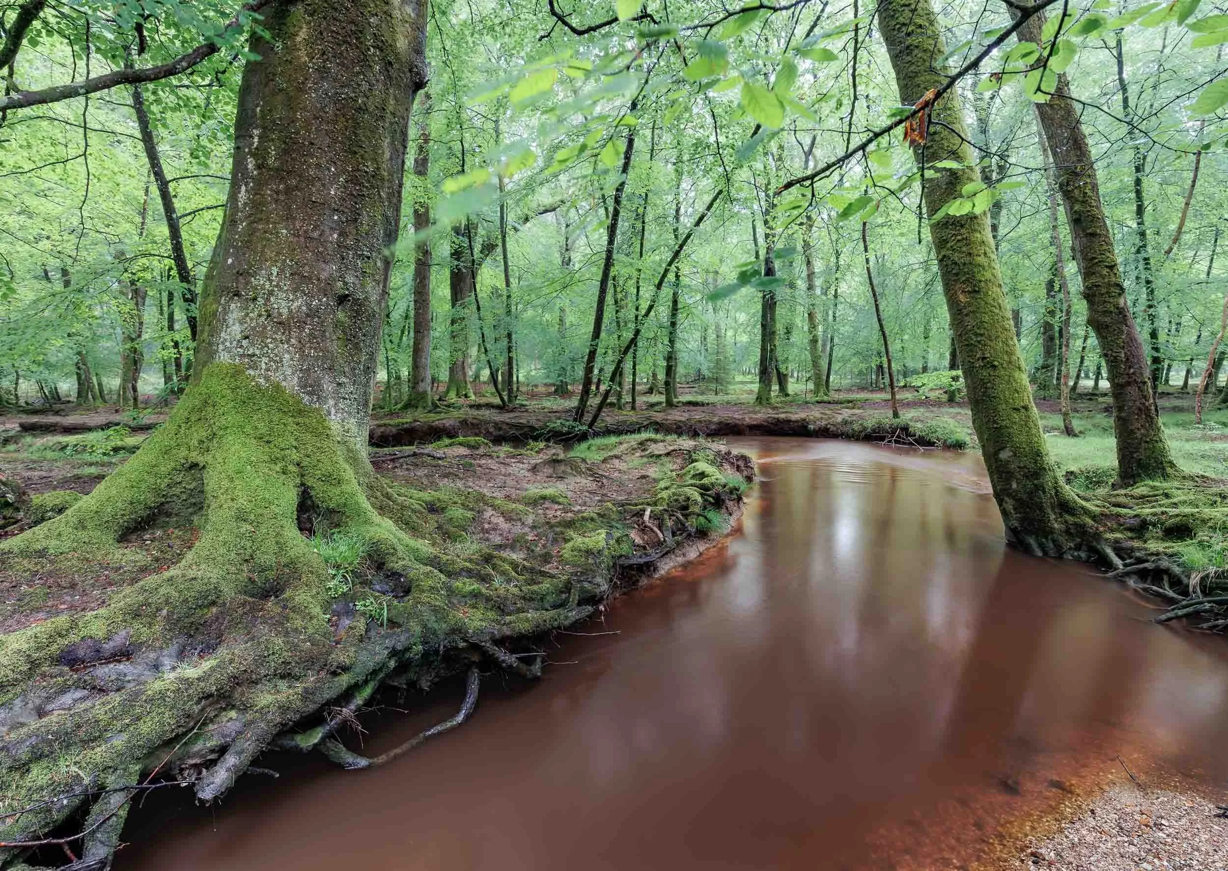 Hidden River – Anderwood Inclosure