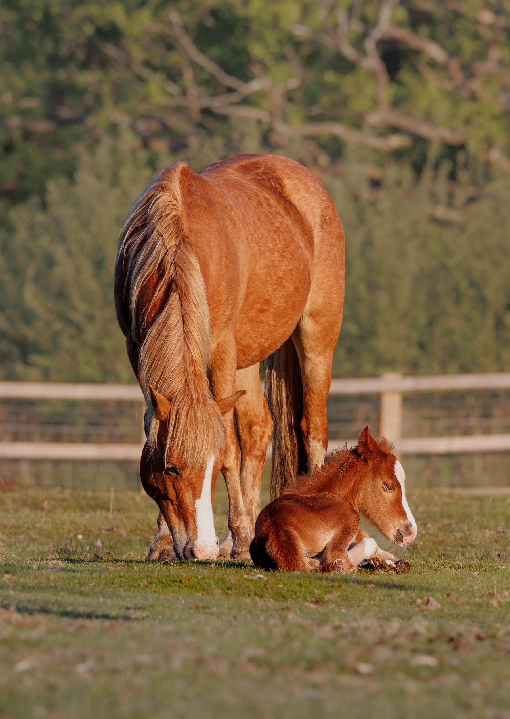 New-Forest-Pony-and-Foal Andy Tait Photography.jpg