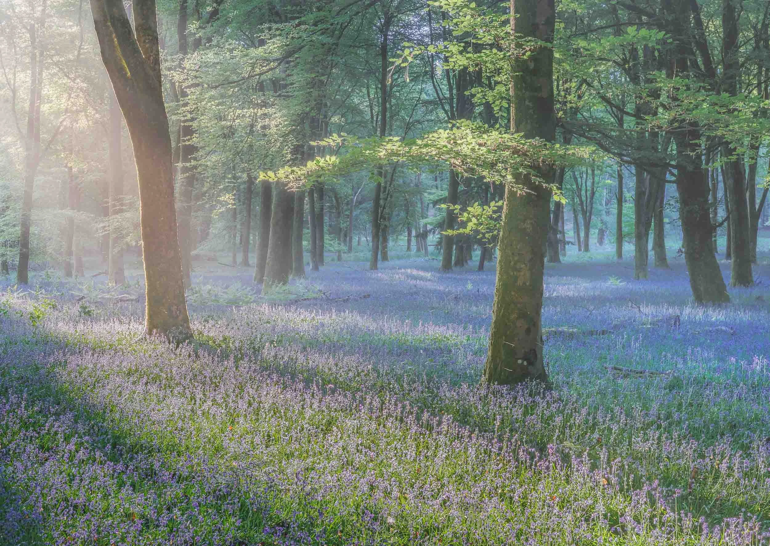 Bluebells-Sunrise-Side-Light-New-Forest Andy Tait Photography.jpg