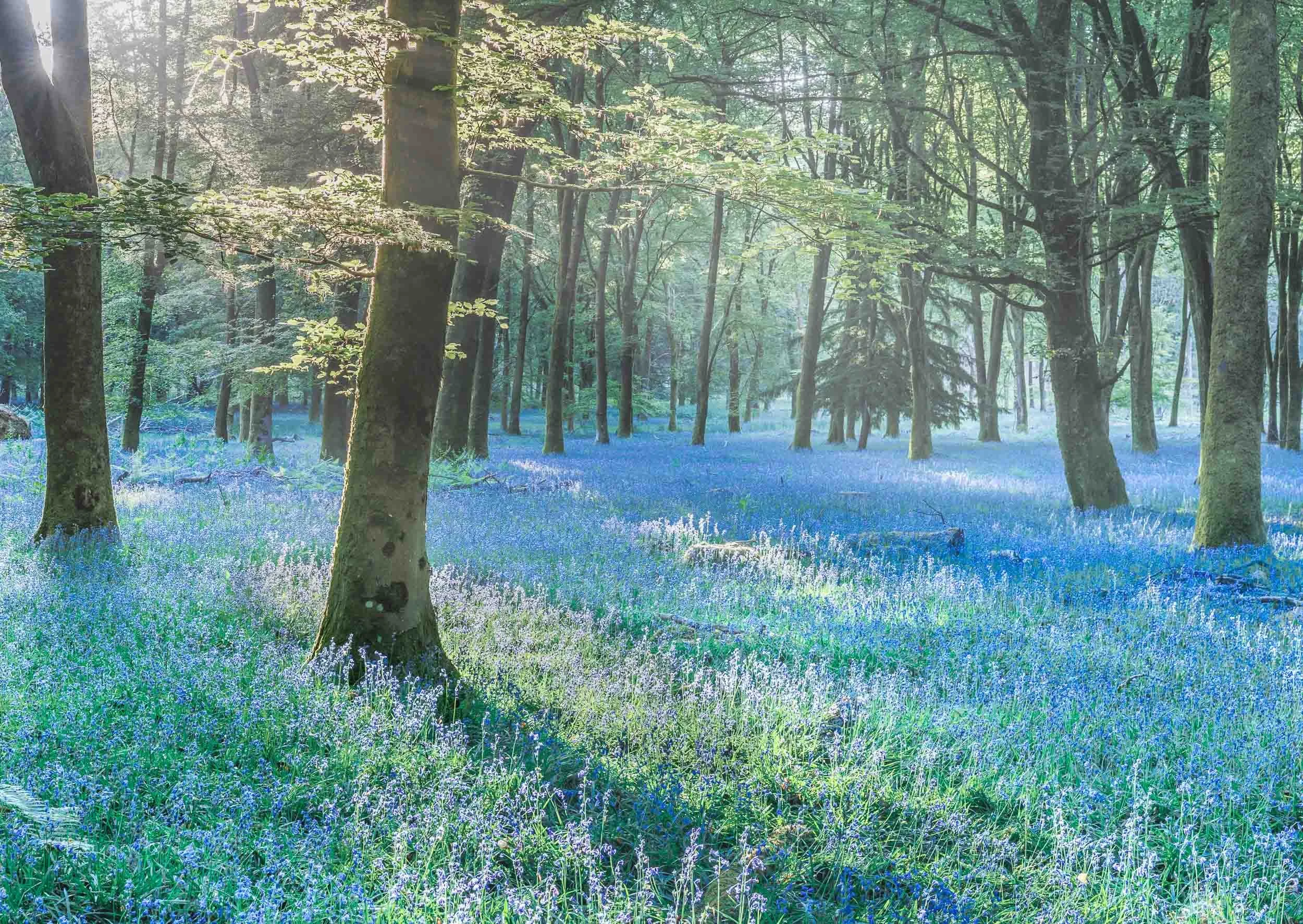 Blubell-Sea-New-Forest Andy Tait Photography.jpg