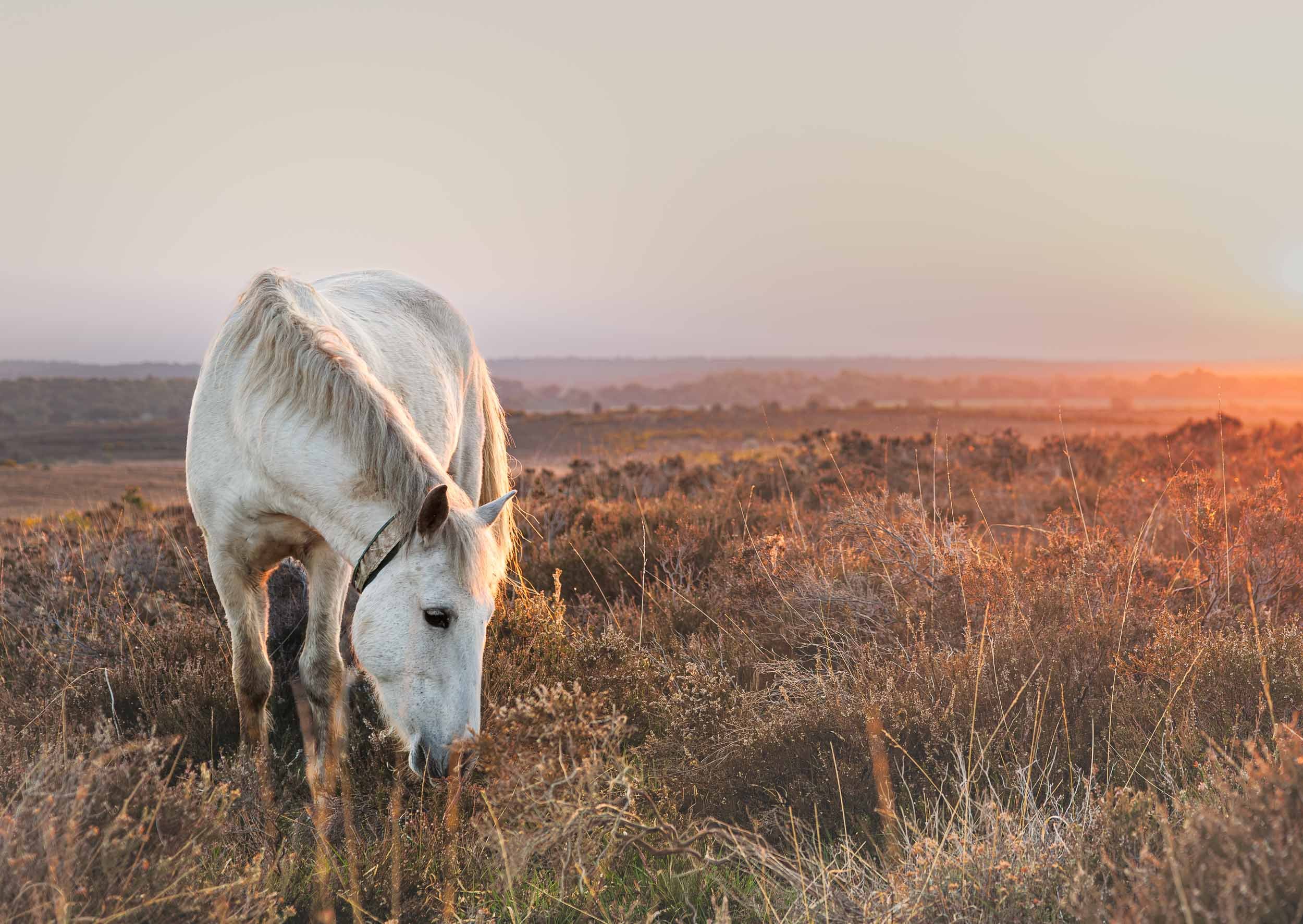 Warm Warmth - Hincheslea Moor