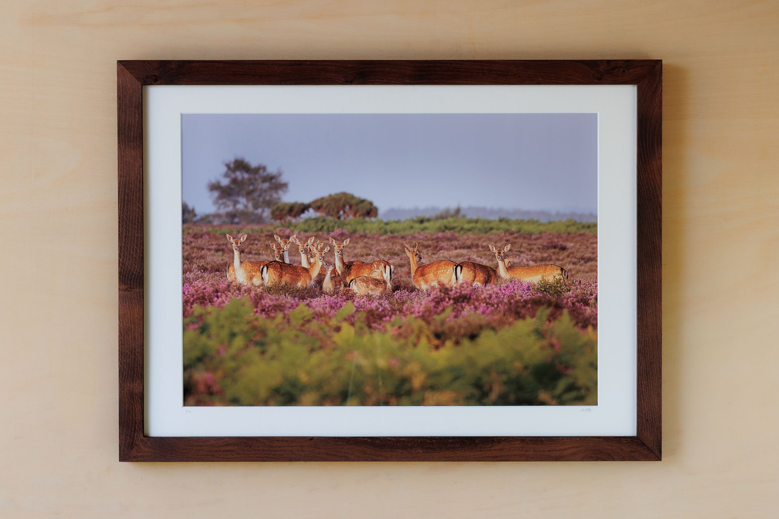 Herd-of-Fallow-Deer-looking-towards-camera-summer Andy Tait Photography.jpg