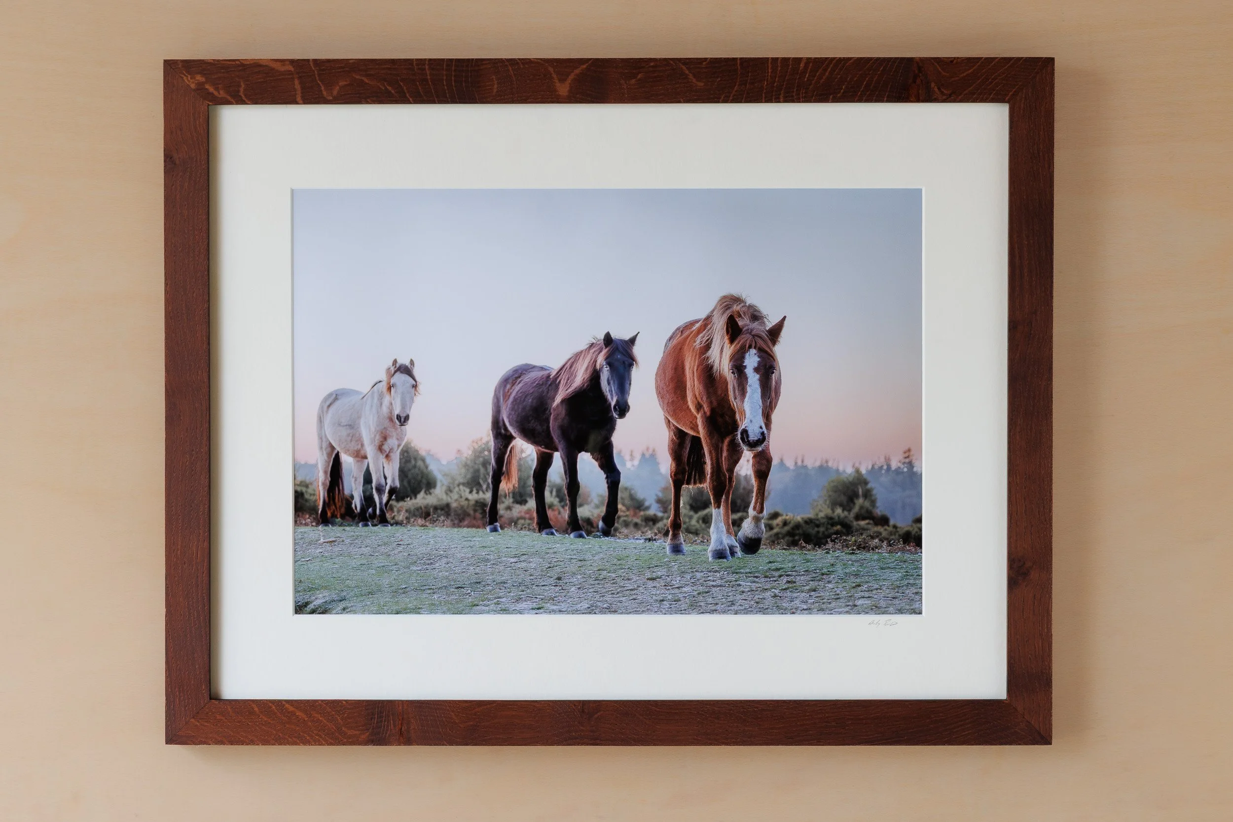 Three-New-Forest-Ponies-Walking-Towards-Camera-at-sunrise Andy Tait Photography.jpg