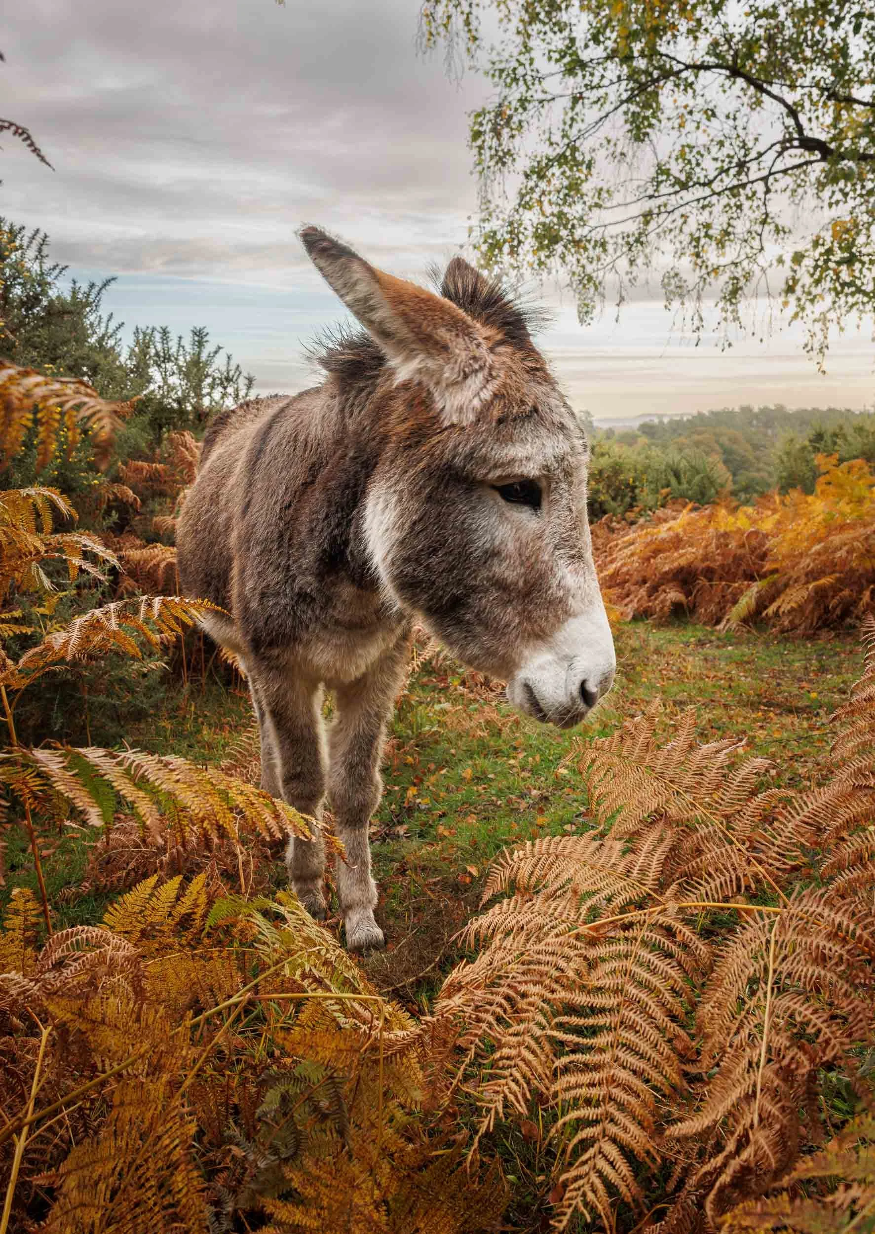 Forest Donkey - Stagbury Hill