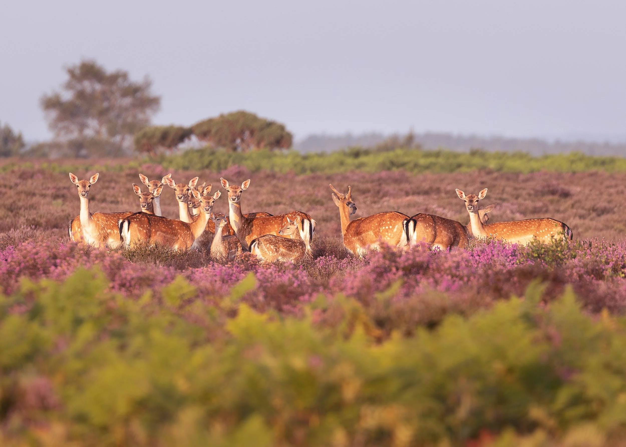 Herd-of-Fallow-Deer-in-Heather-New-Forest Andy Tait Photography.jpg