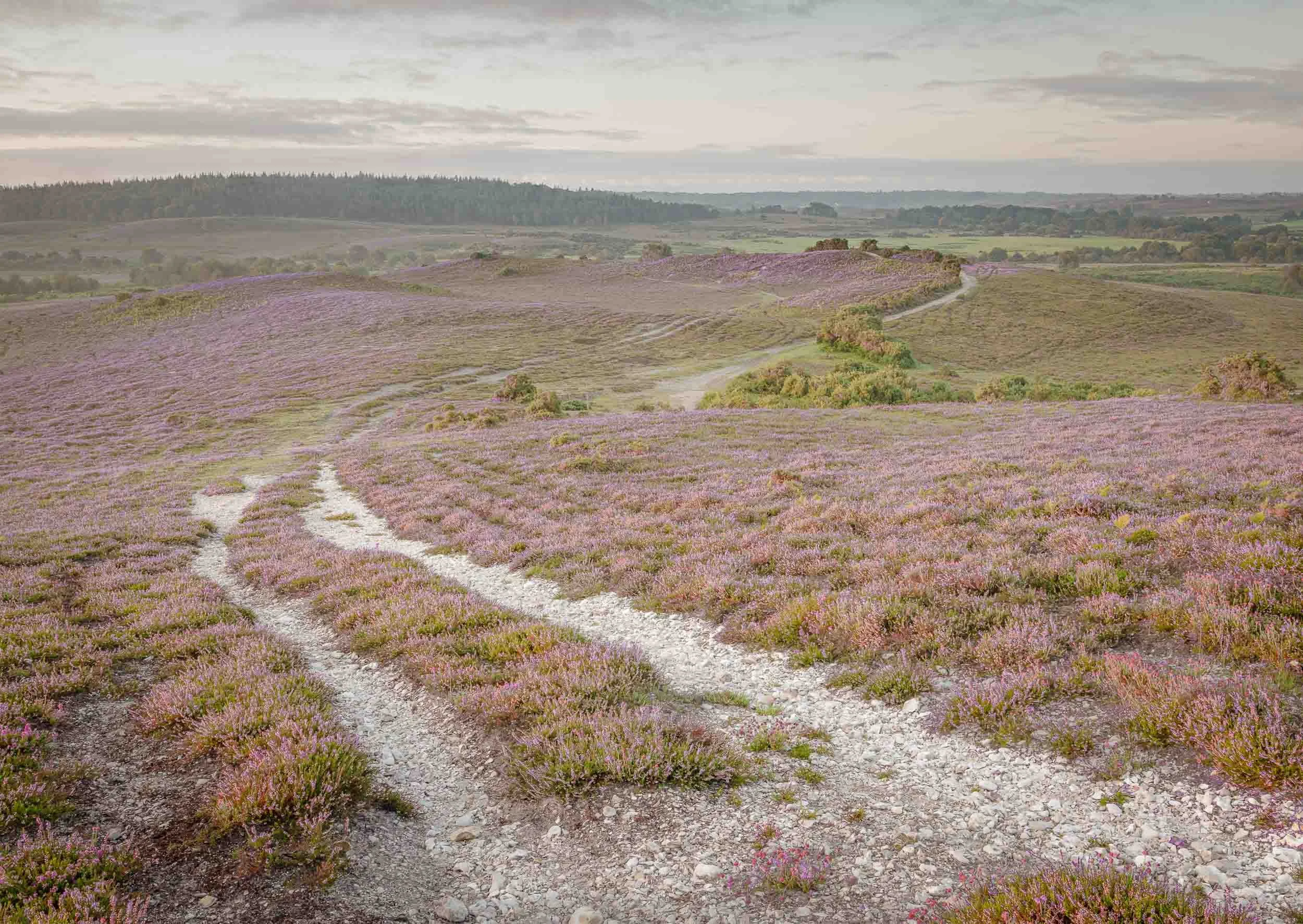 Long-Winding-Path-New-Forest Andy Tait Photography.jpg