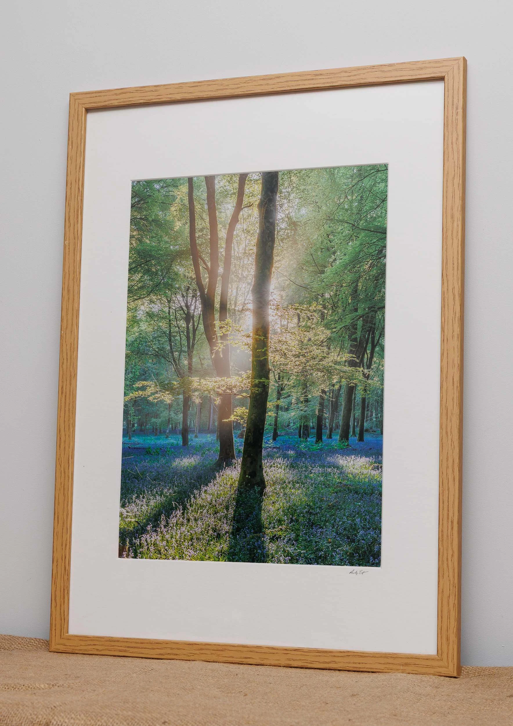 Bluebells-sunrise-new-forest Andy Tait Photogrpahy.jpg