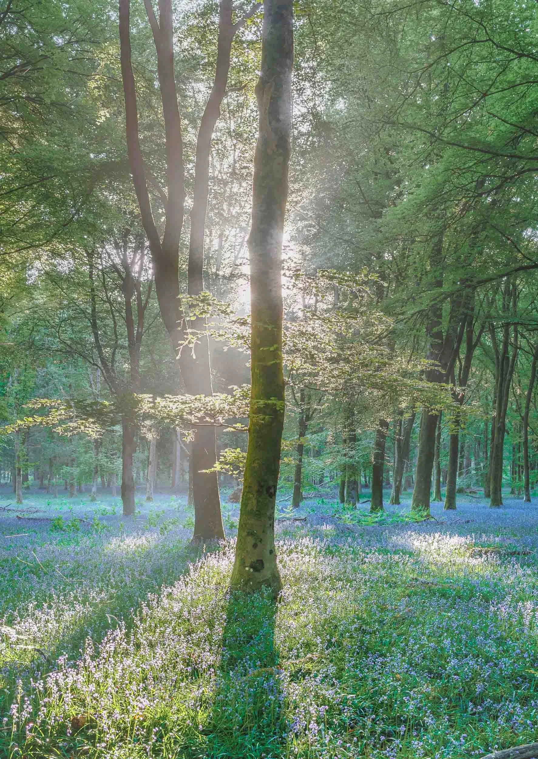 Bluebell Sunrise – Broomy Inclosure. Prints and Framed