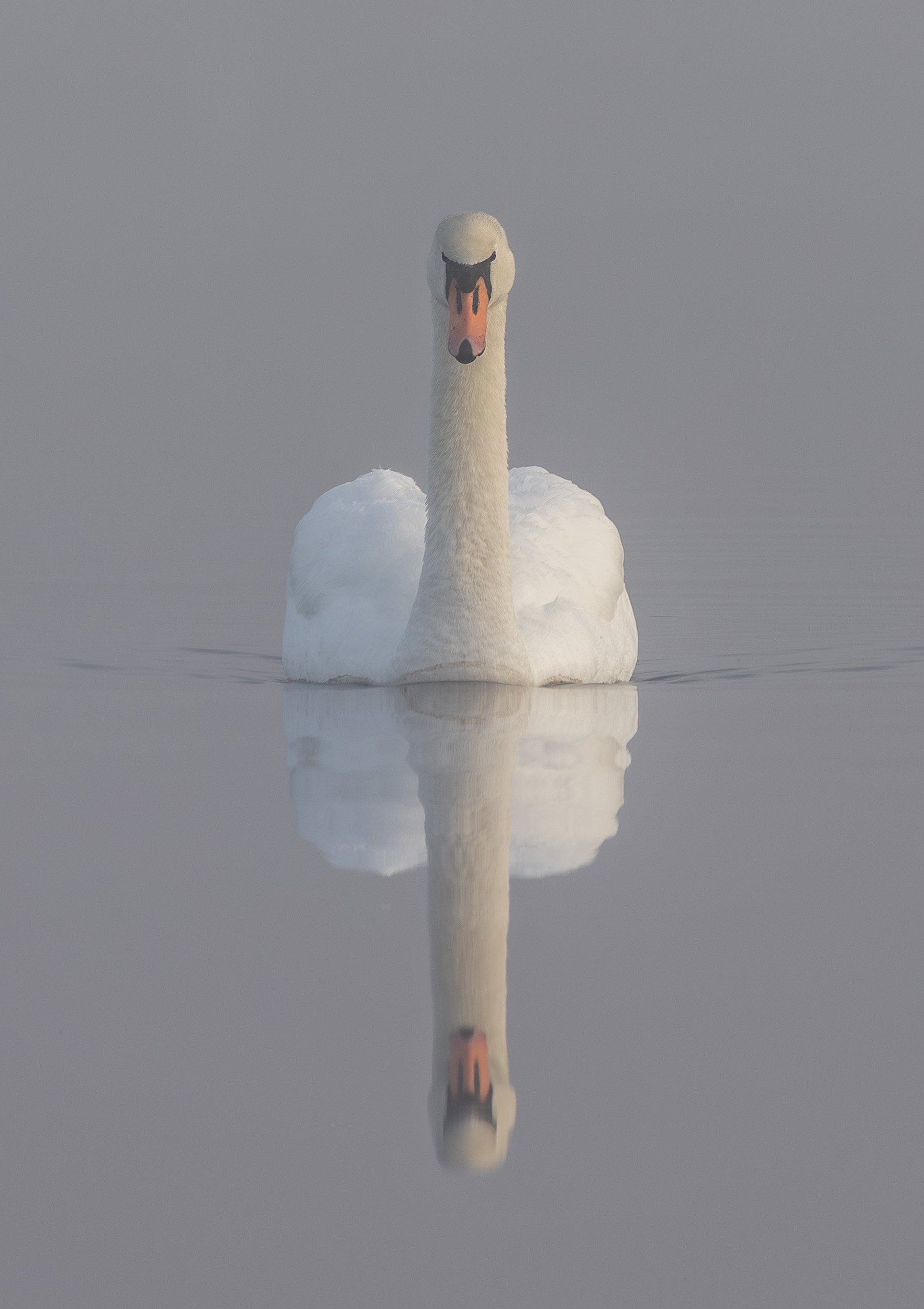 Swan Dawn