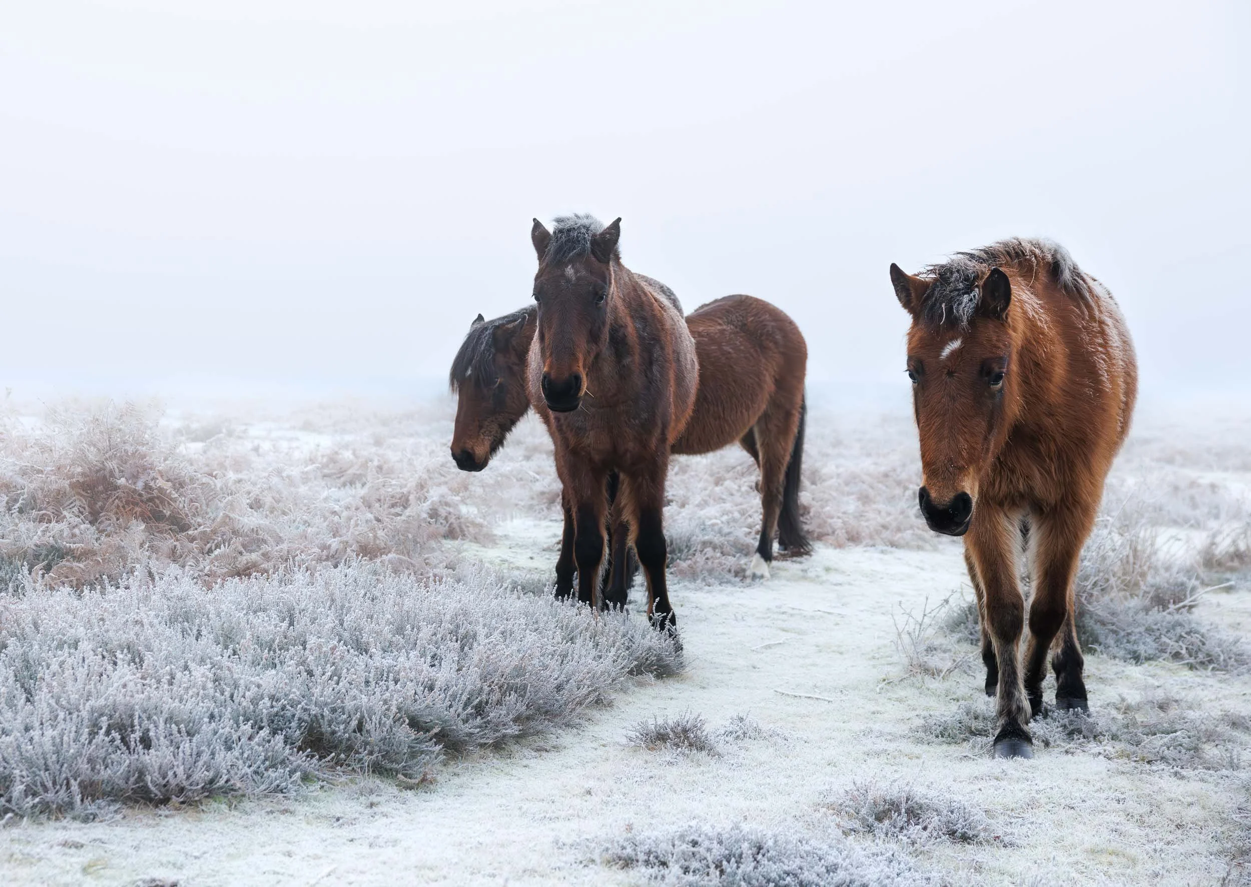 White Out Ponies - Mockbeggar