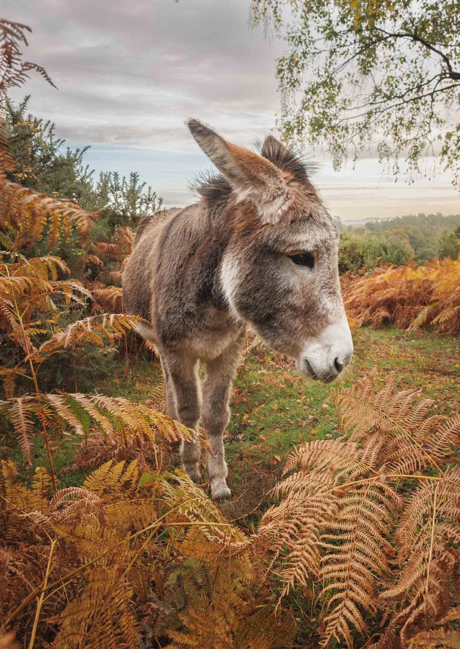 Forest Donkey - Stagbury Hill. Prints and Framed