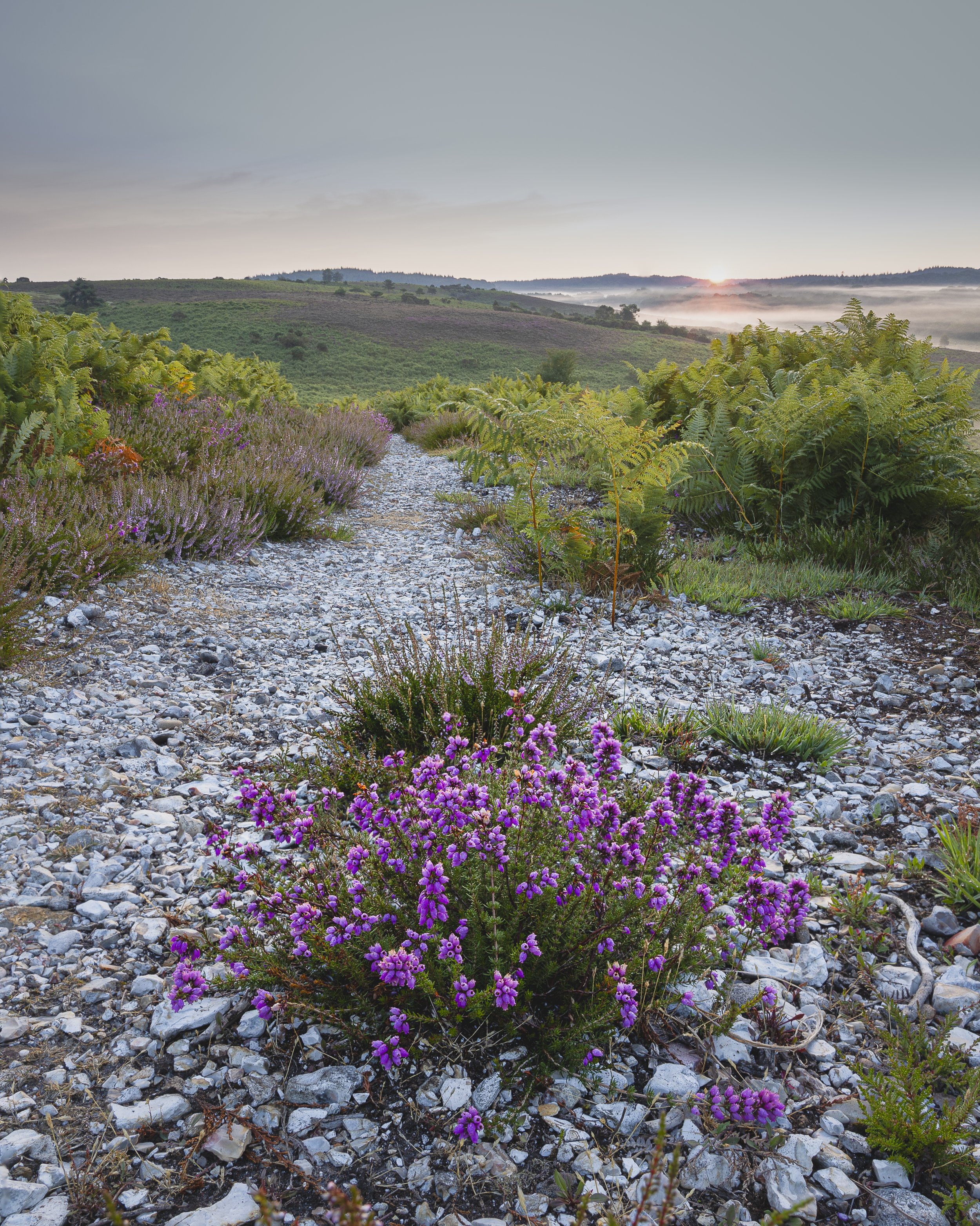 Hardy Heather