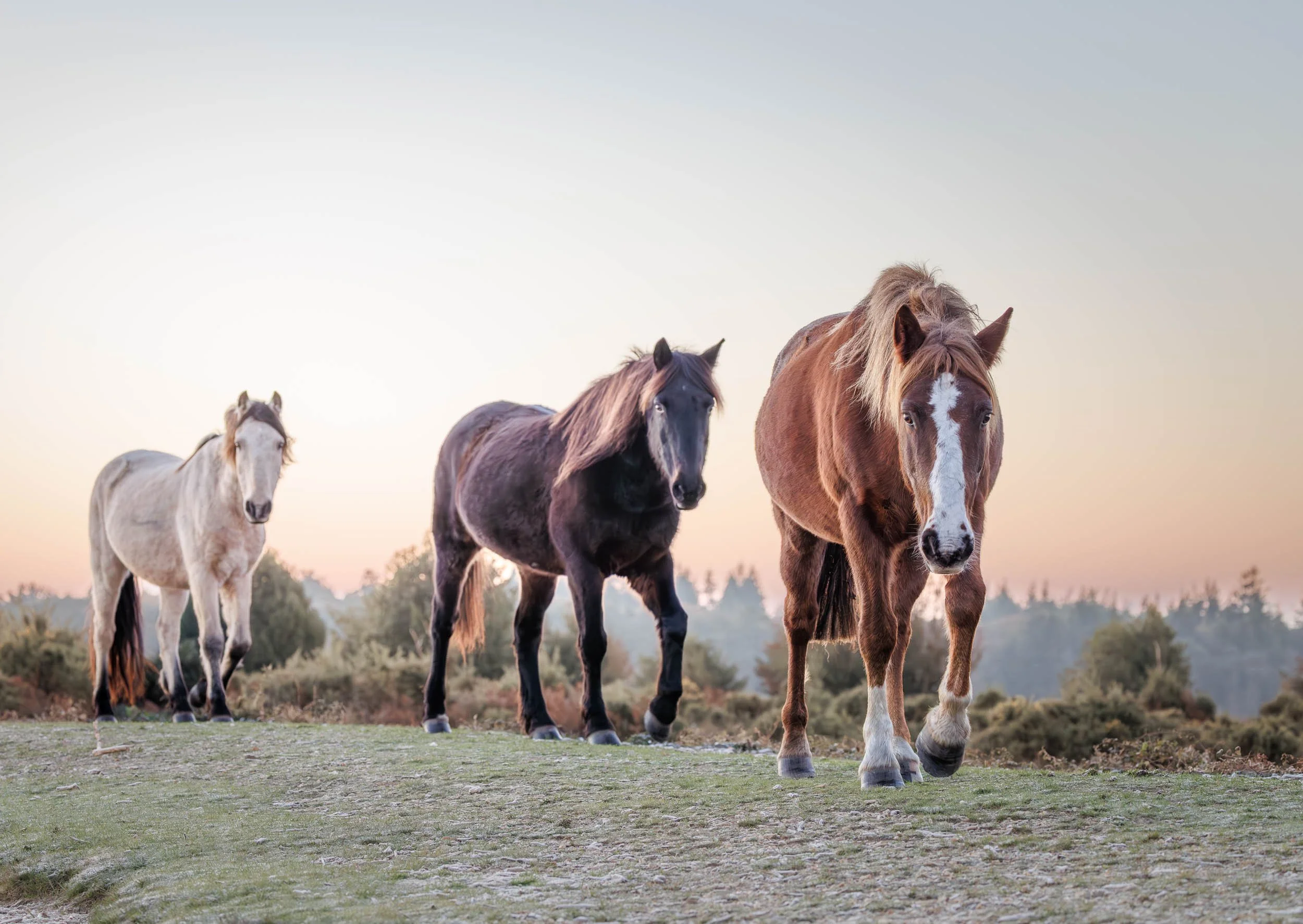 3-new-forest-ponies-walking-in-line Andy Tait Photography.jpg