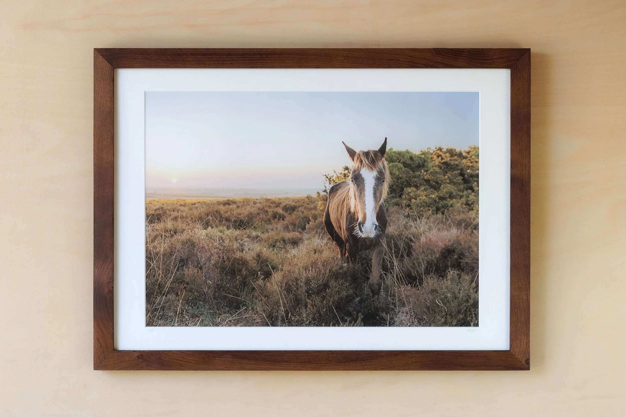 Single-New-Forest-Pony-At-Sunrise Andy Tait Photography.jpg