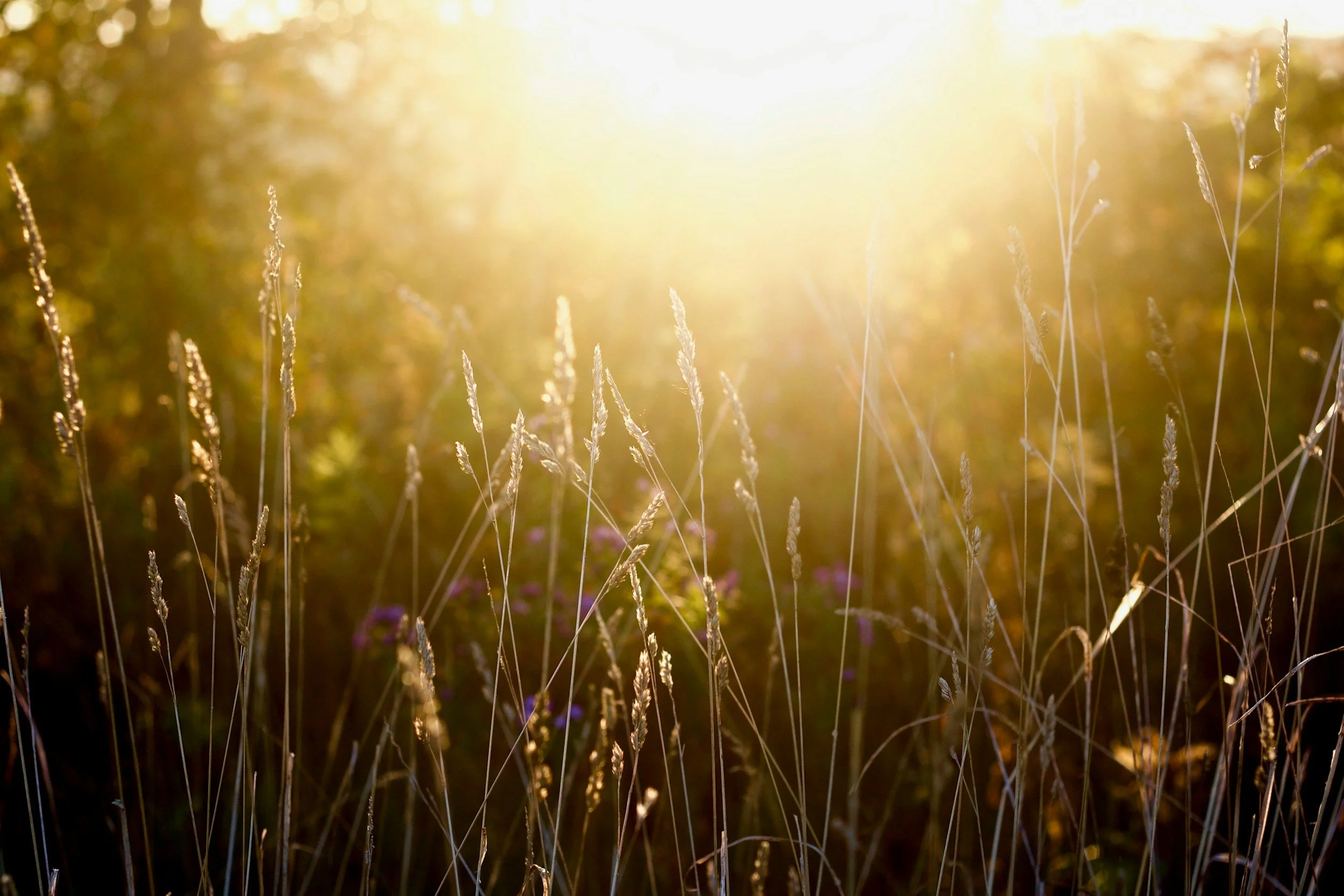 Tall grass in a field illuminated by bright sunlight, creating a warm, golden glow.