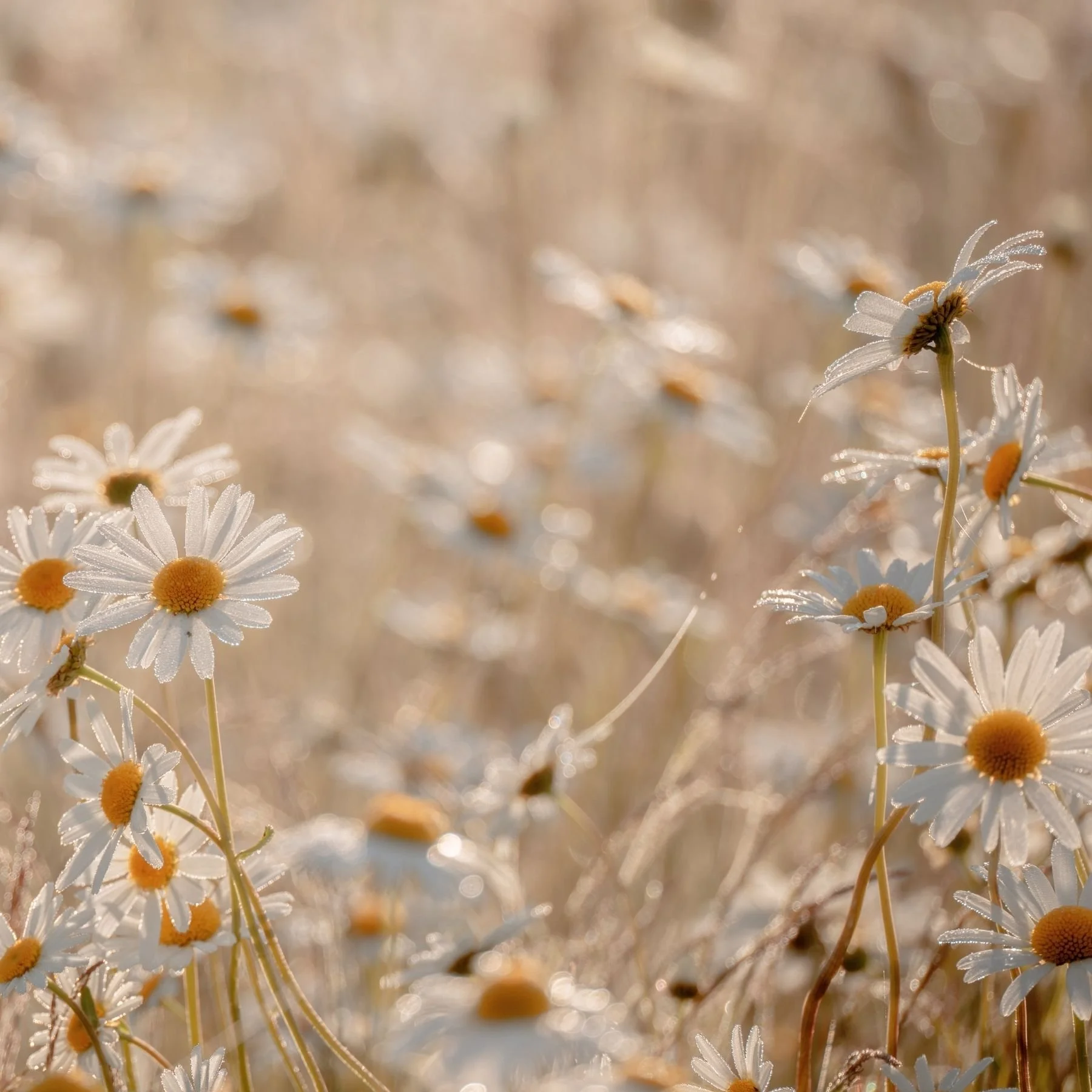 Energy Hygiene · Clearing &amp; Regulation