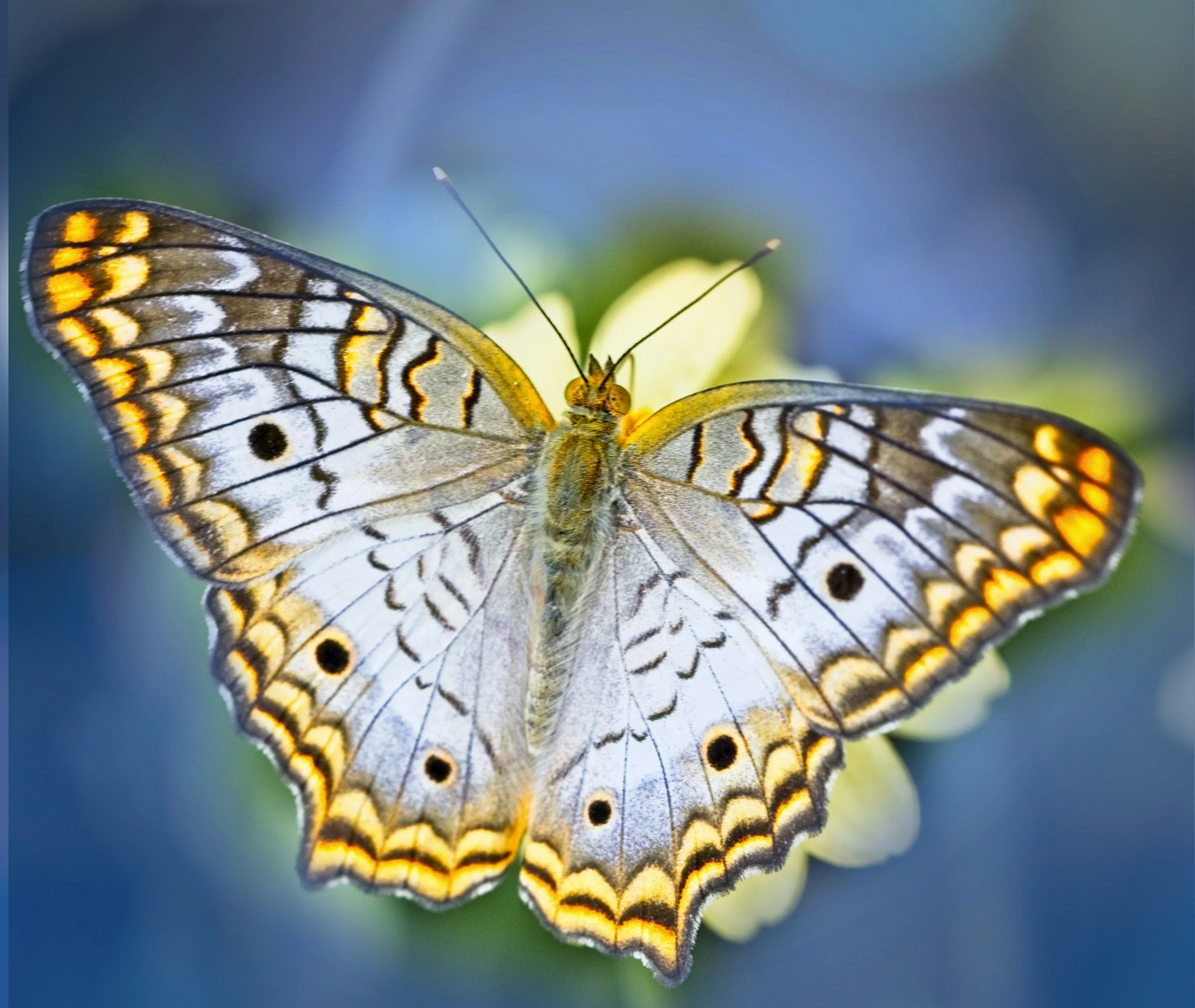 What Becomes Visible: Astrology and the Work of Transformation