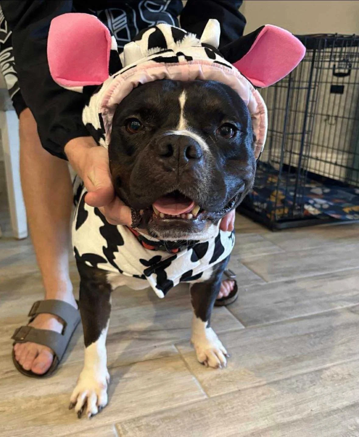 https://www.petfinder.com/dog/rico-75411067/fl/arcadia/barking-out-loud-rescue-inc-fl1746/