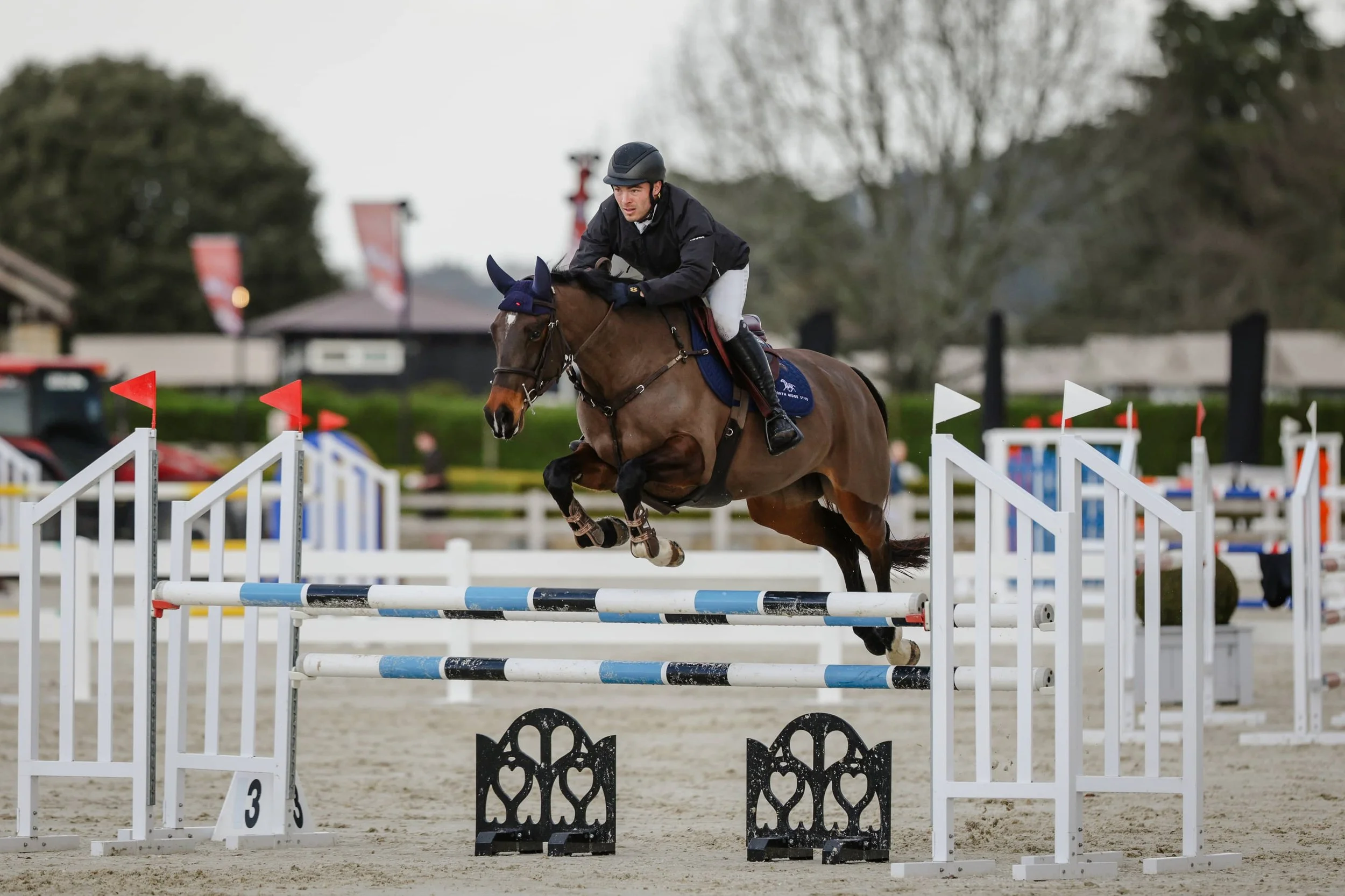 NRS Miss Moonshine Sporthorse — North Ridge Stud