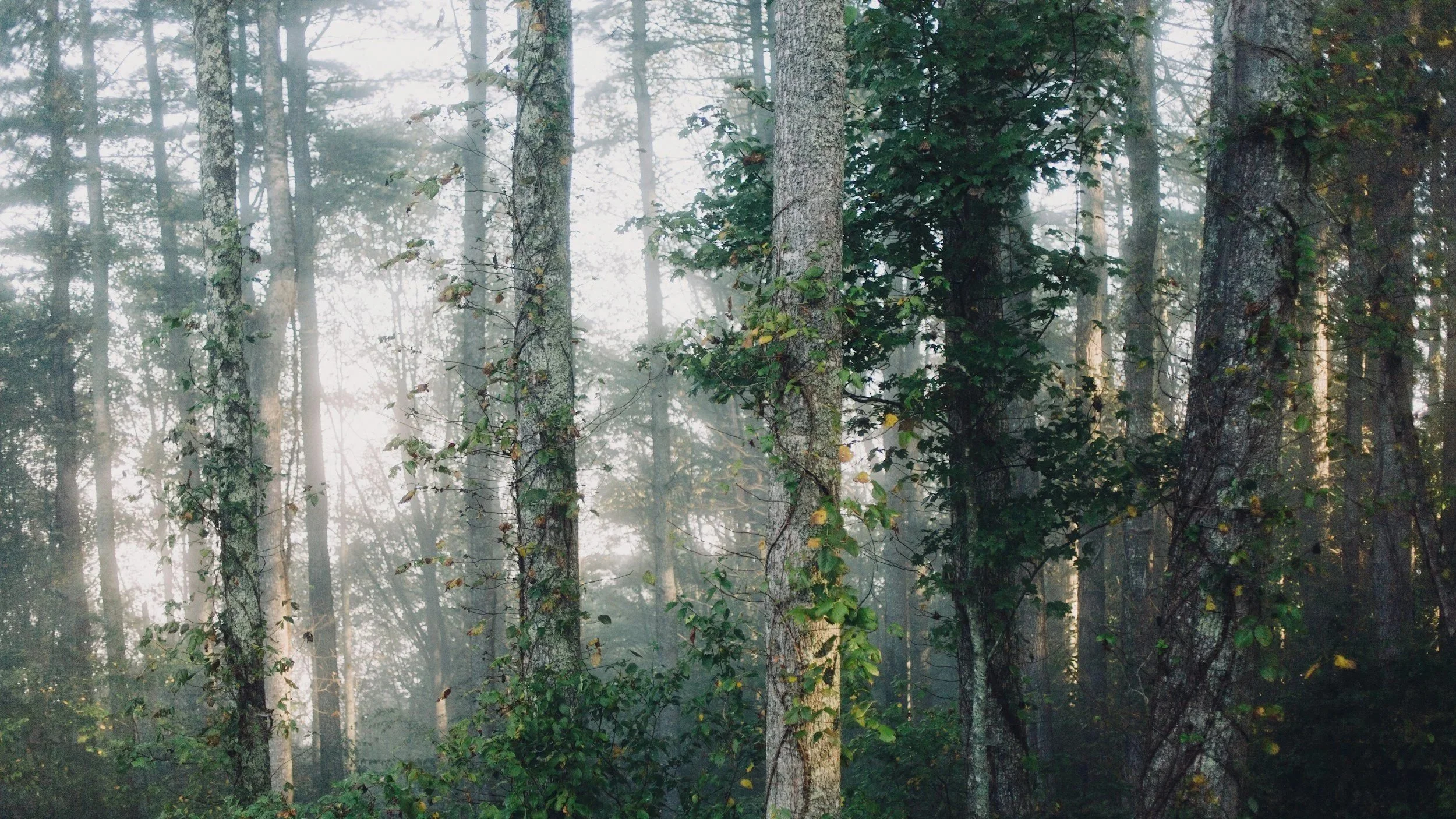 tress in the forest at golden hour surrounded by fog