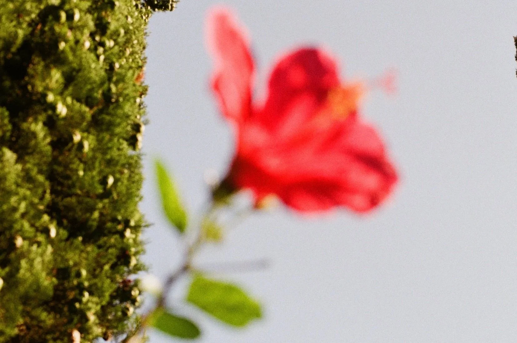 A close-up of a red flower with green leaves, blurred background of sky.