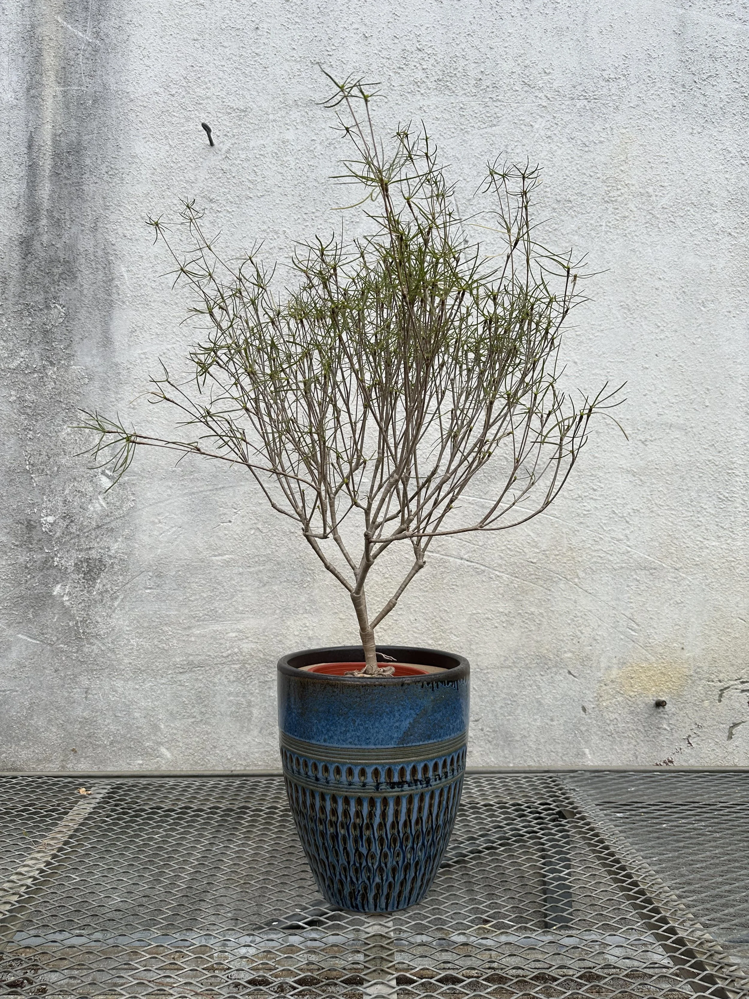 Euphorbia hedyotoides