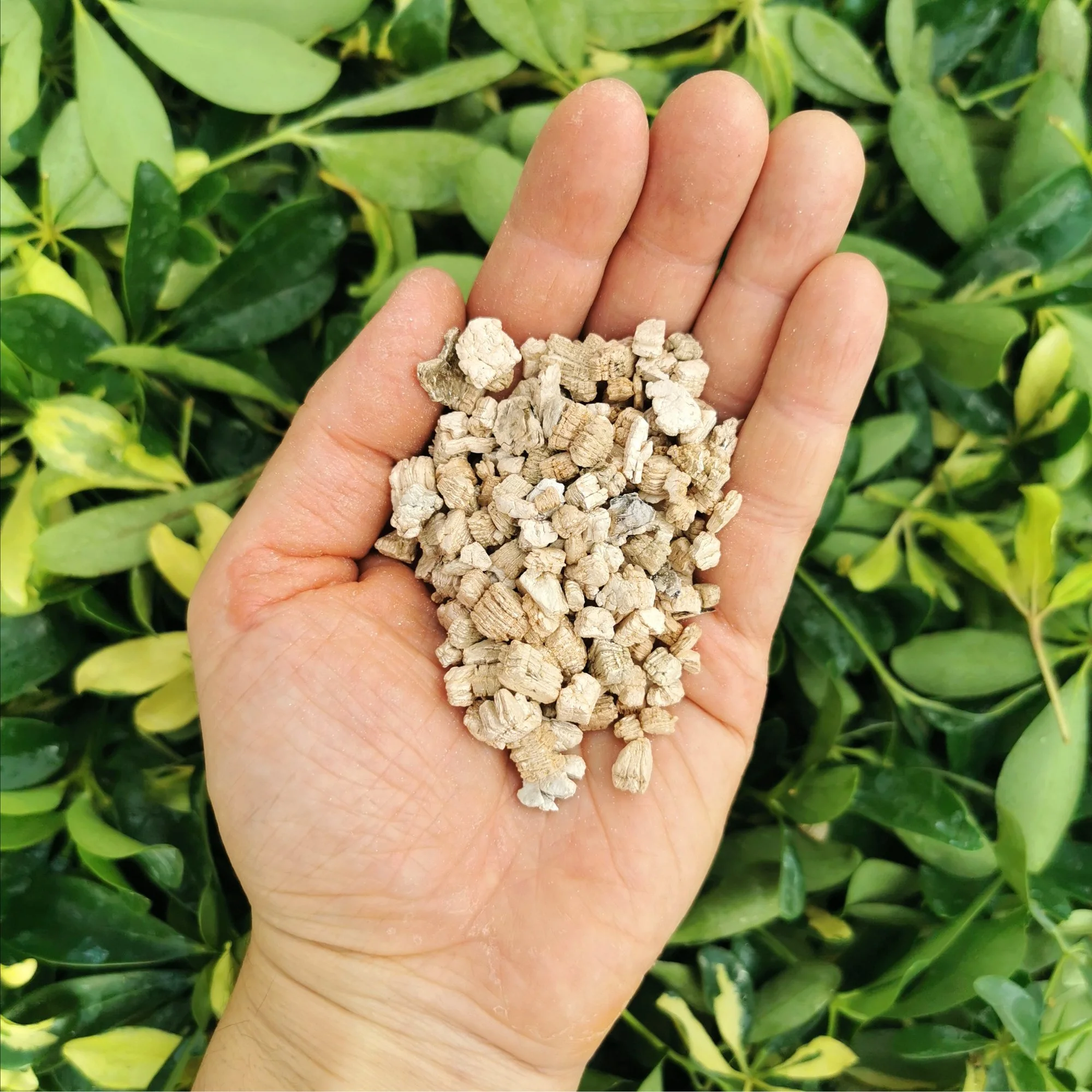 Vermiculite