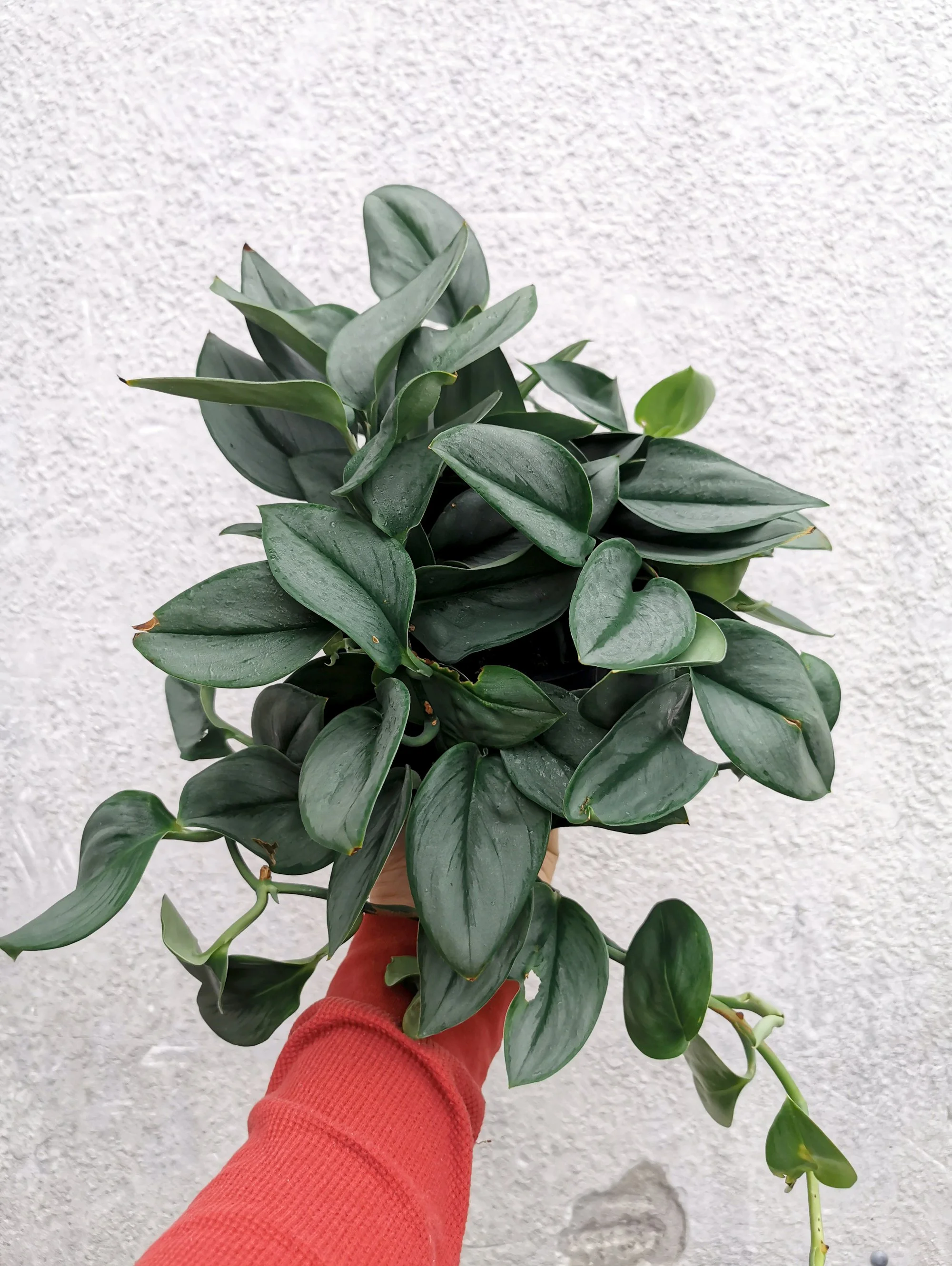 Scindapsus Moonlight