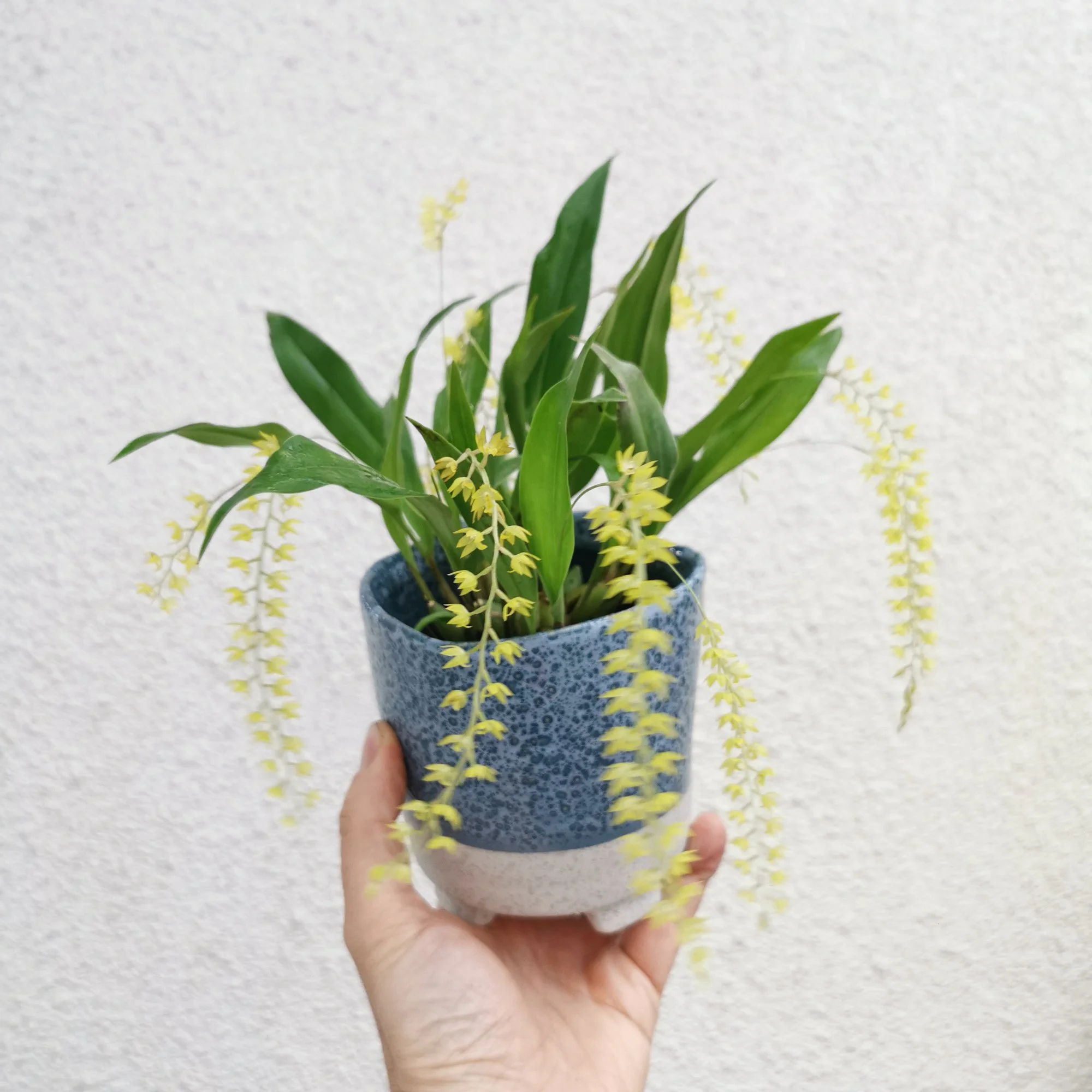 Dendrochilum formosanum