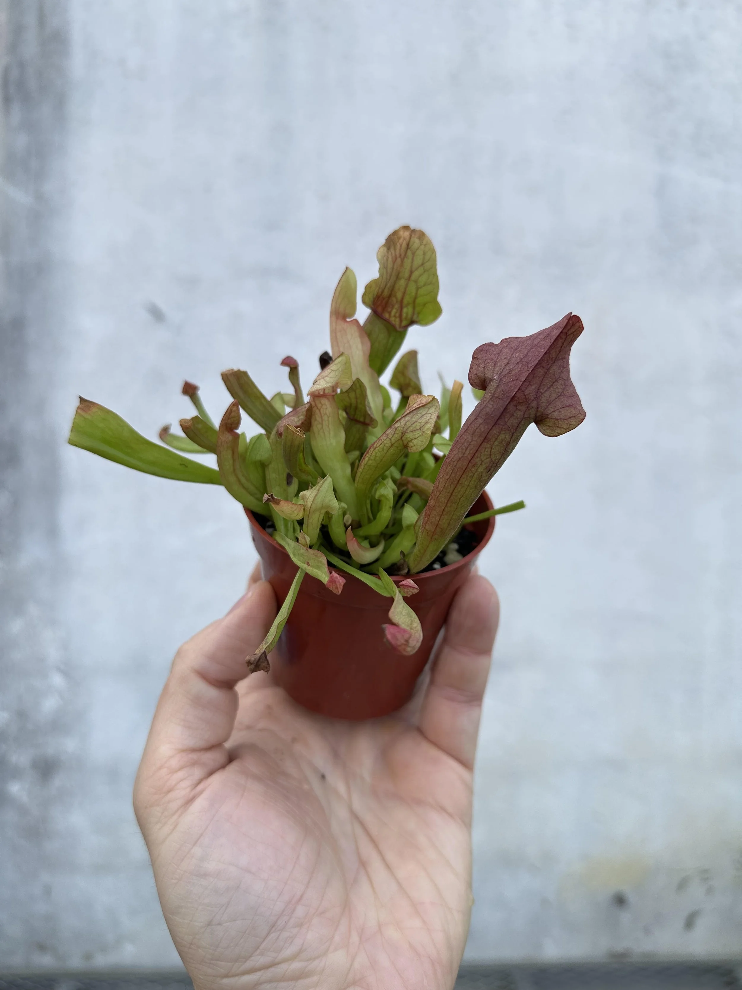 North American Pitcher Plant, Sarracenia sp.