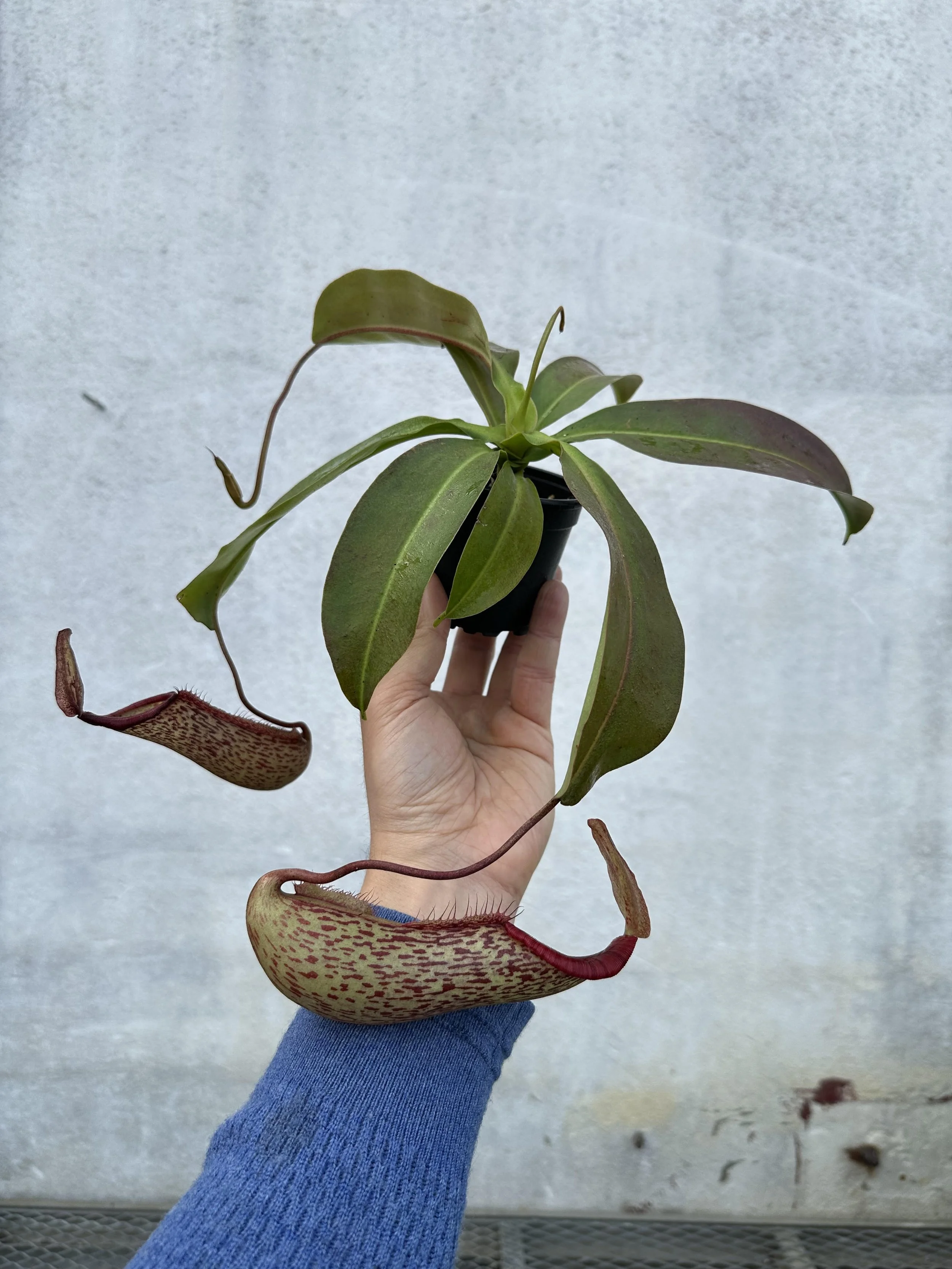 Asian Pitcher Plant Nepenthes x Miranda
