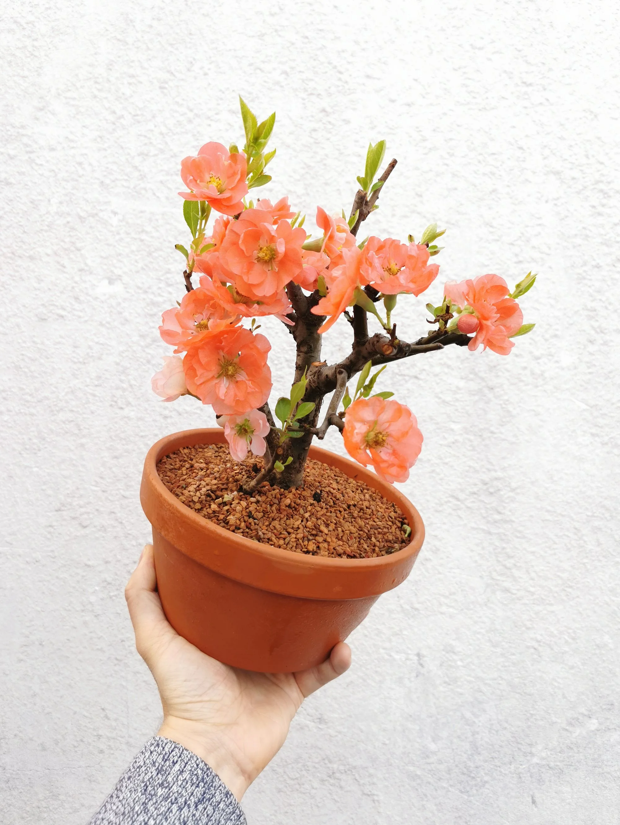 Flowering Quince