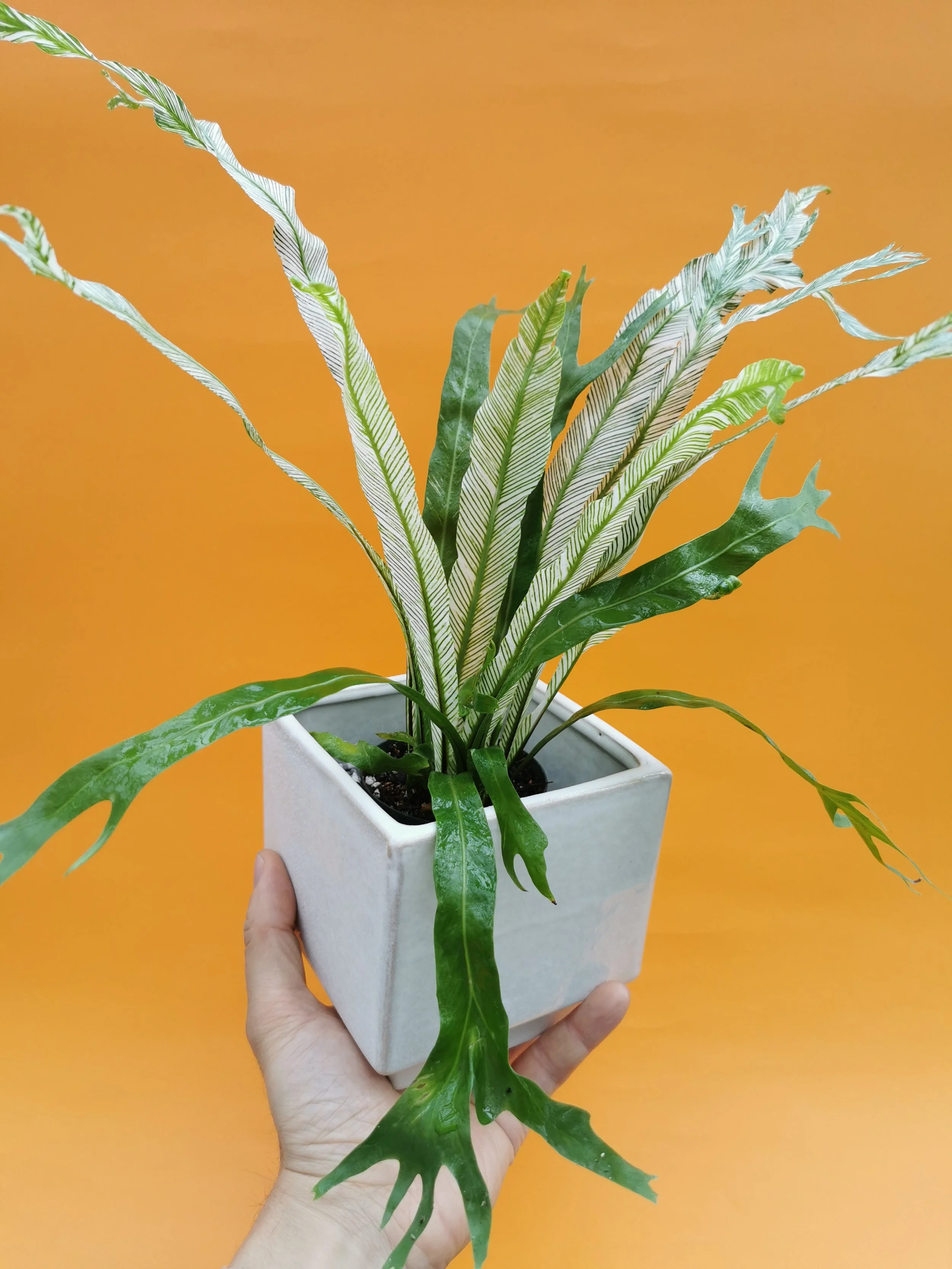 Variegated Bird's Nest Fern