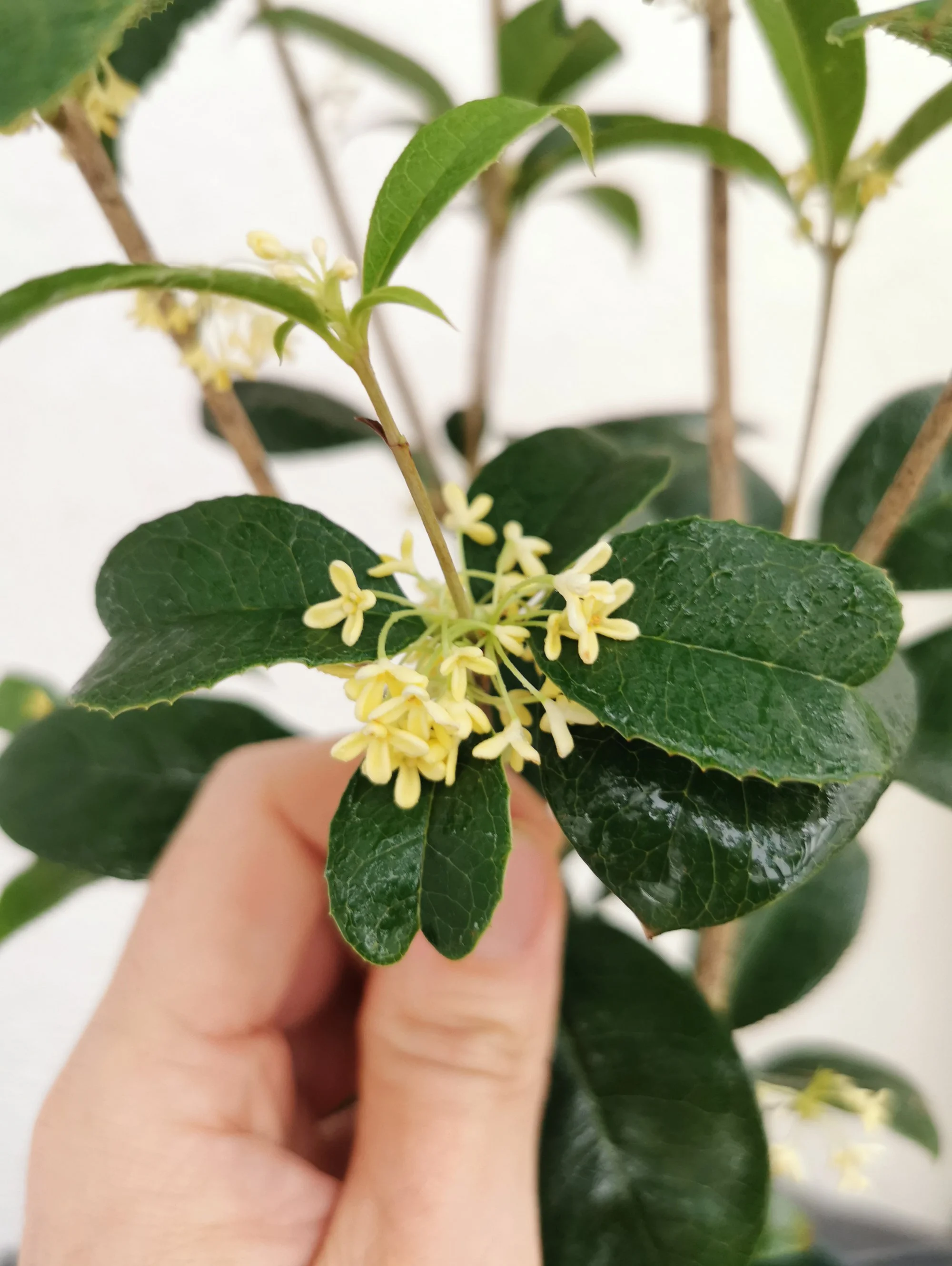 Osmanthus fragrans