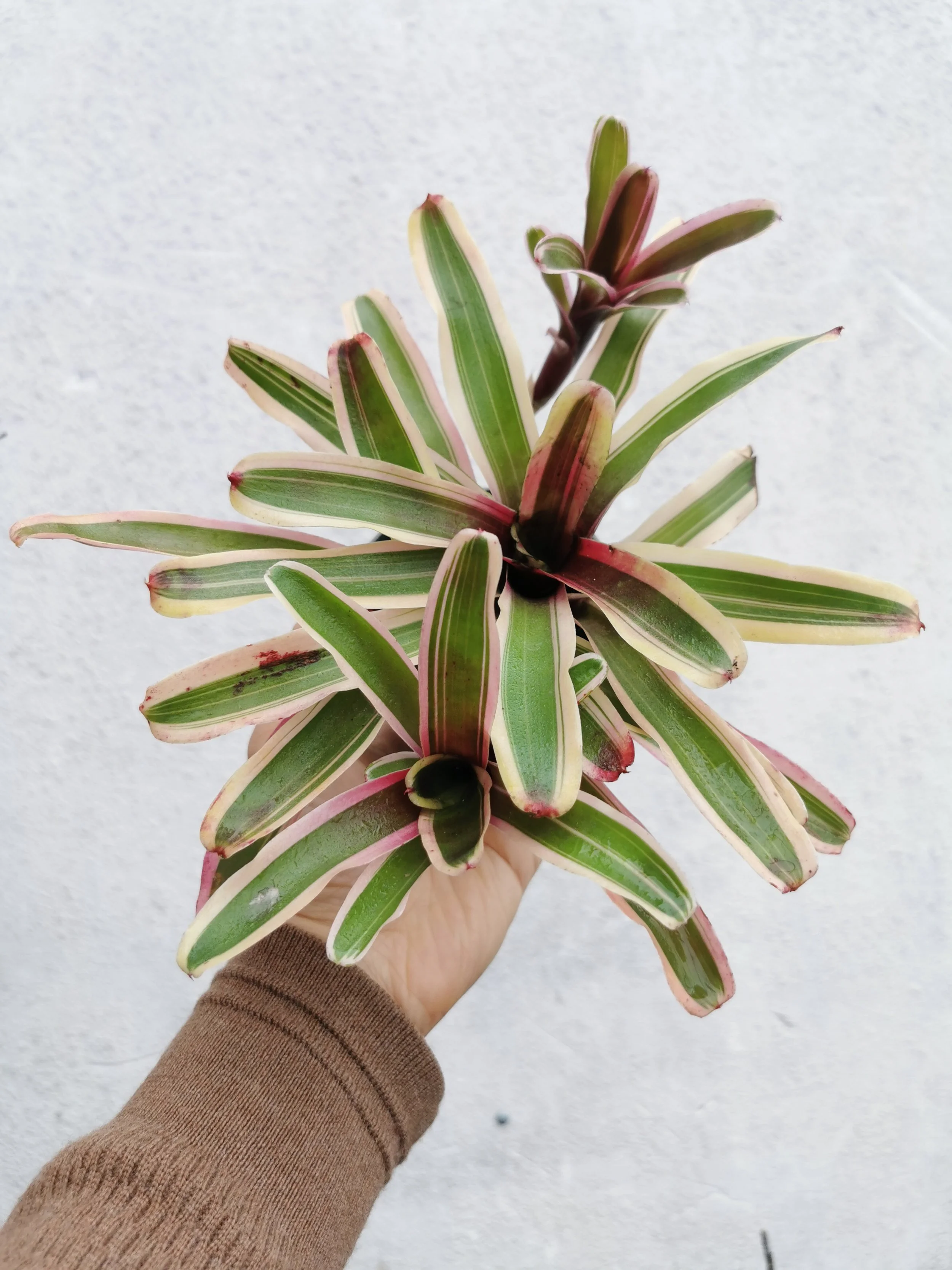Bromeliad - Neoregelia Donger