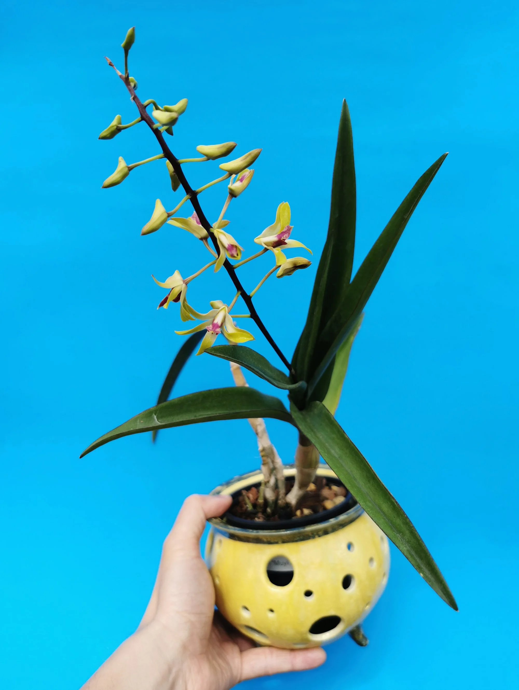 Dendrobium Muyi Pearl