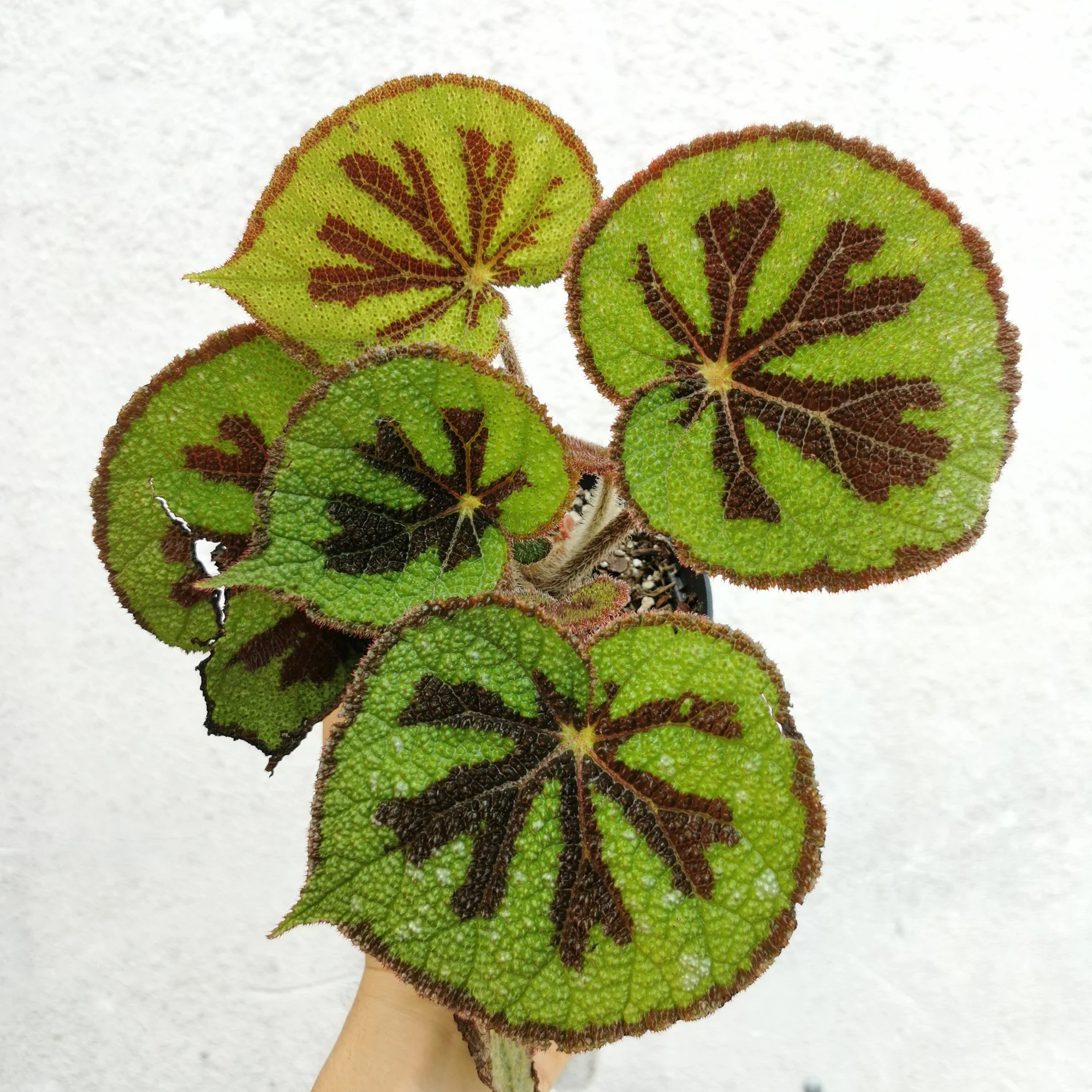 Begonia Iron Cross